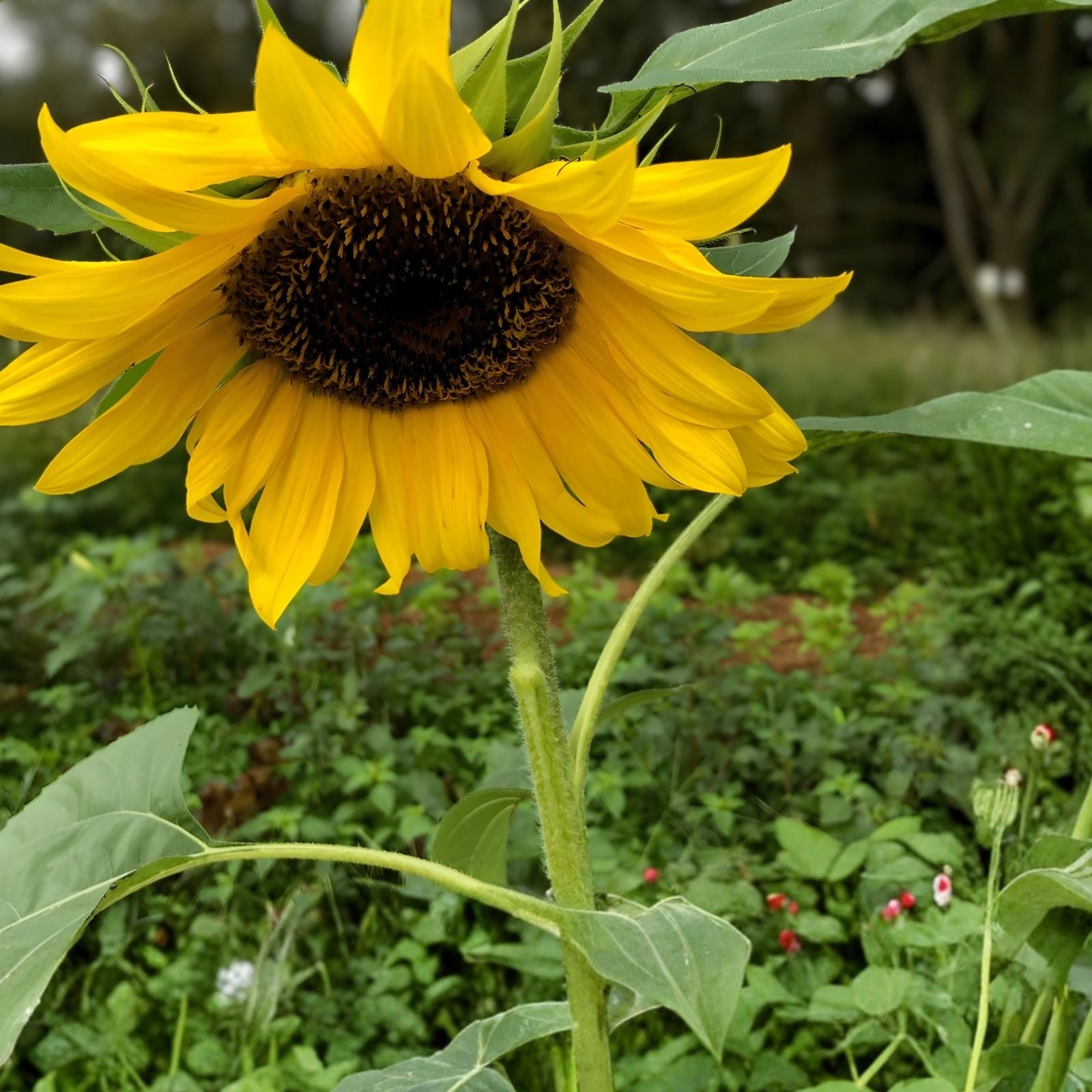 Mammoth Sunflower Seeds 5 oz - Giant Helianthus annuus for Planting, Tall Sunflower Garden Seeds