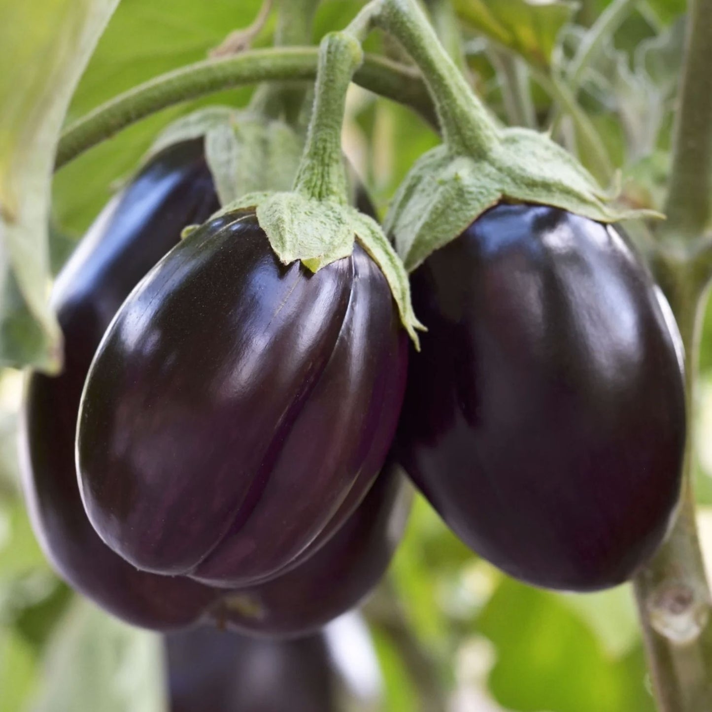 Little Prince Eggplant Seeds 20 Pack – Easy to Grow Heirloom Solanum melongena Vegetable Seeds