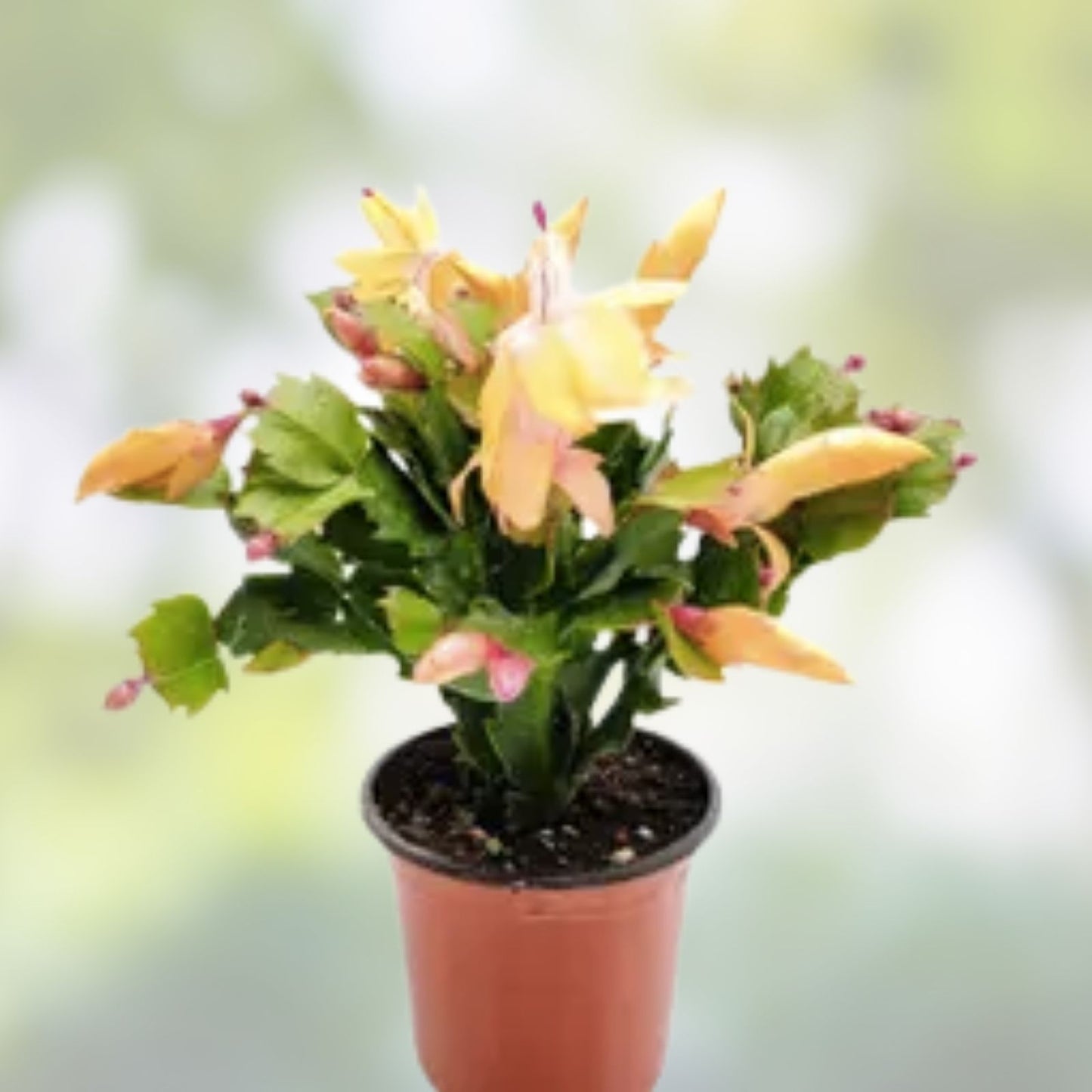 Christmas Cactus Cutting 2 Rooted Peach-Orange "Olivia" Schlumbergera truncate Plant for Indoor Decor