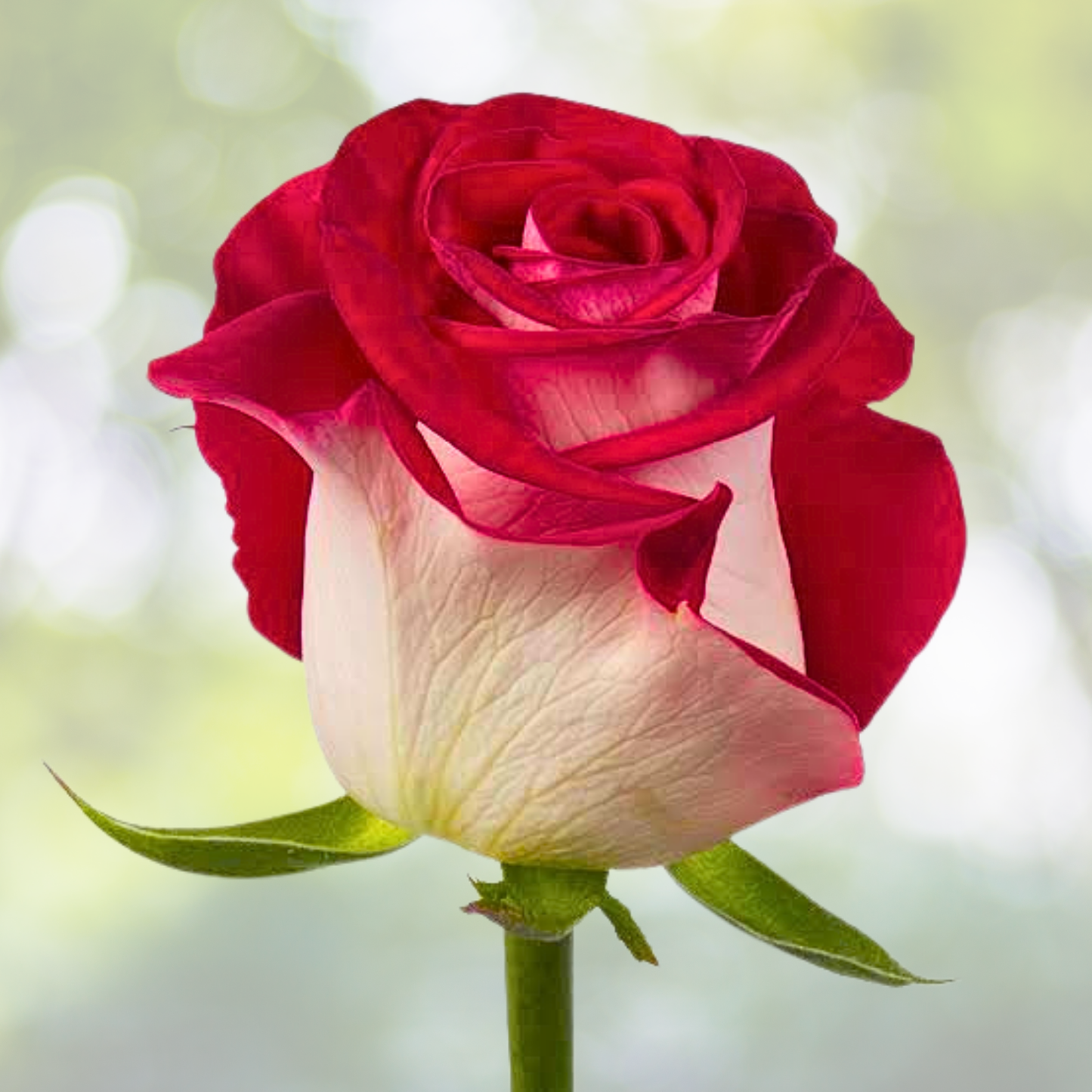 Bi-Color Red & White Rose Seeds - 20 Elegant Garden Blooms - Rosa spp. for Striking Contrast