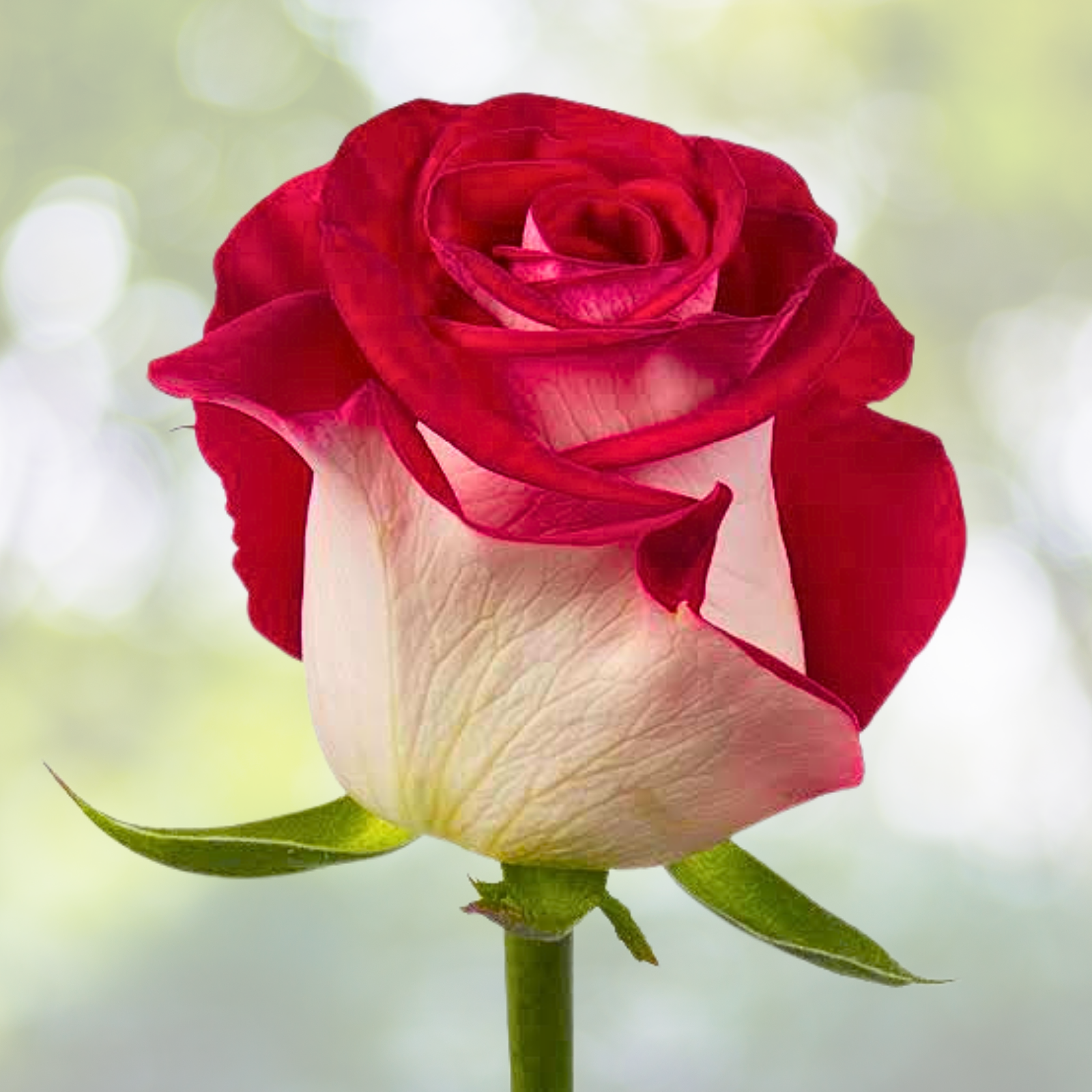 Bi-Color Red & White Rose Seeds - 20 Elegant Garden Blooms - Rosa spp. for Striking Contrast