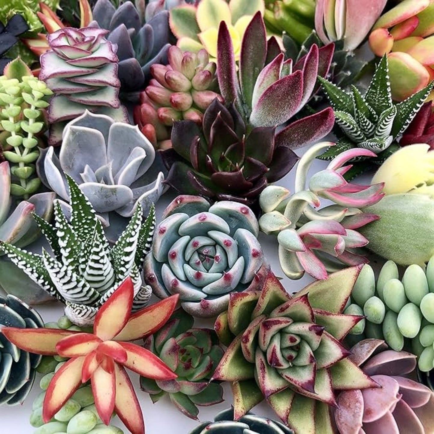 Large Succulent Cuttings 50 Pieces 25 Varieties for Crafting Garden Decor Echeveria Aloe Sedum