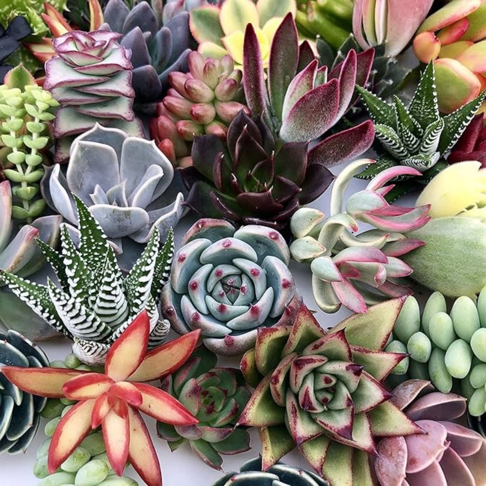 Large Succulent Cuttings 50 Pieces 25 Varieties for Crafting Garden Decor Echeveria Aloe Sedum