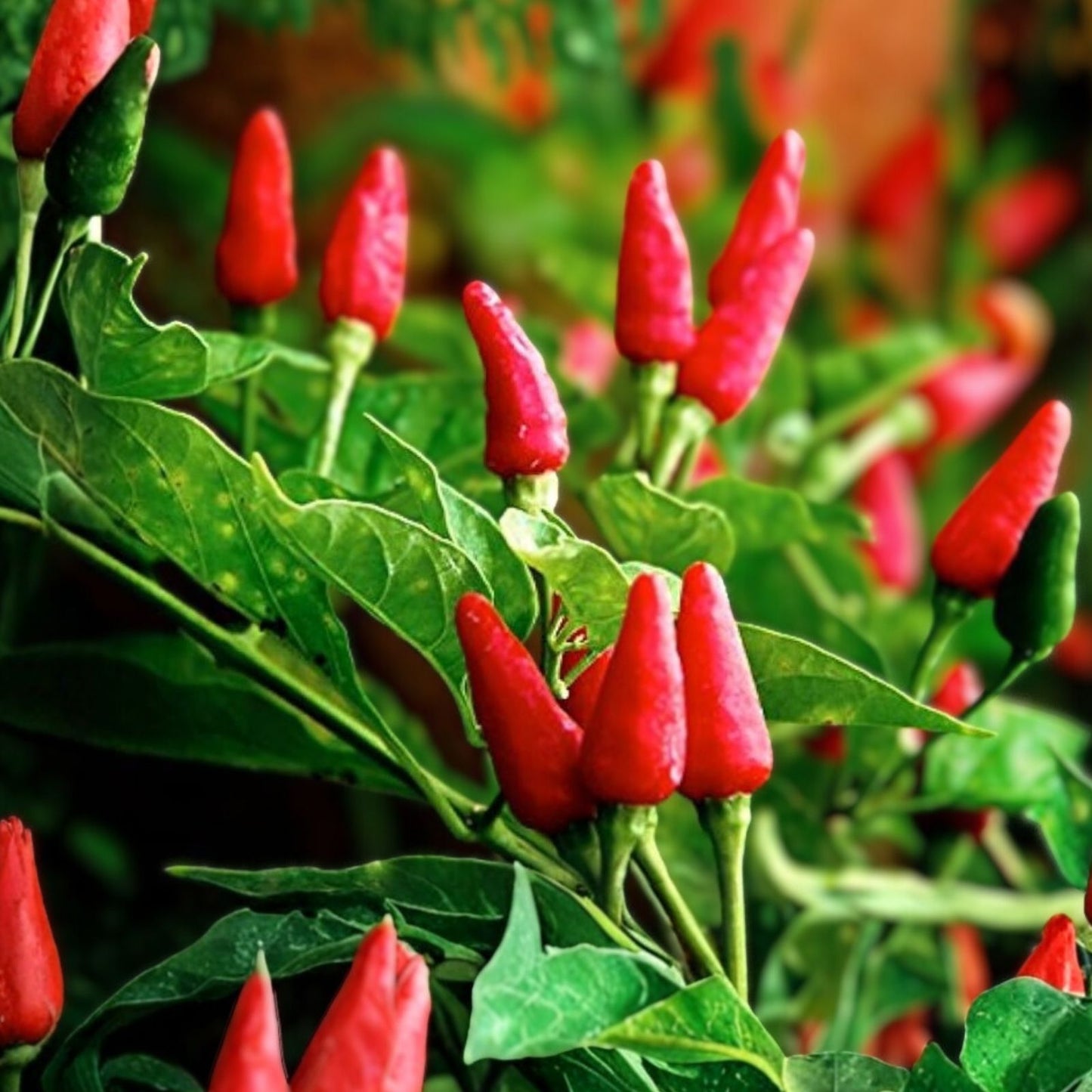 Tabasco Hot Pepper Seeds for Planting - Capsicum frutescens - Non-GMO, Heirloom, Spicy Variety