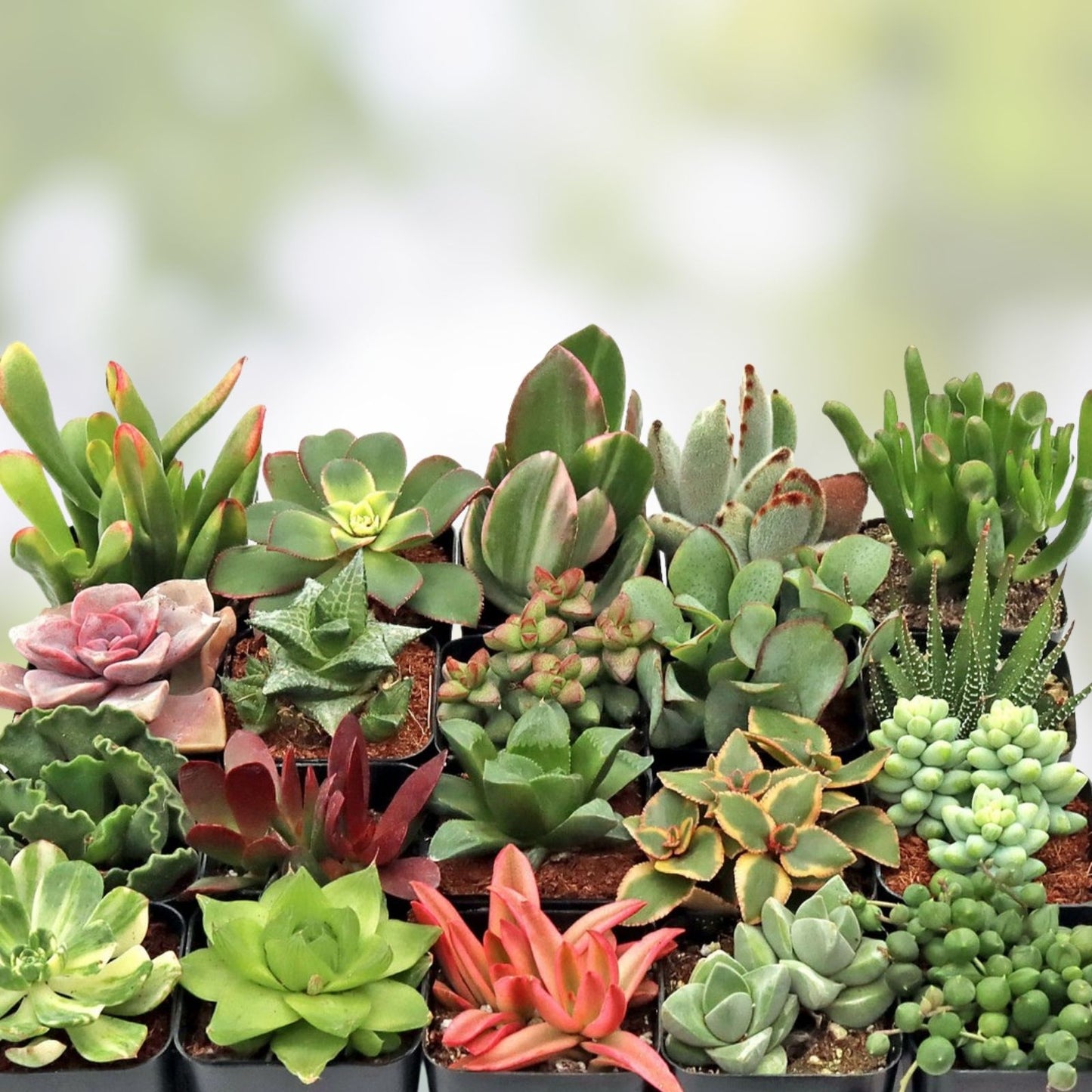 Assorted Succulent Leaves for Propagation - Variety Pack - Ideal for Planting - Free Shipping