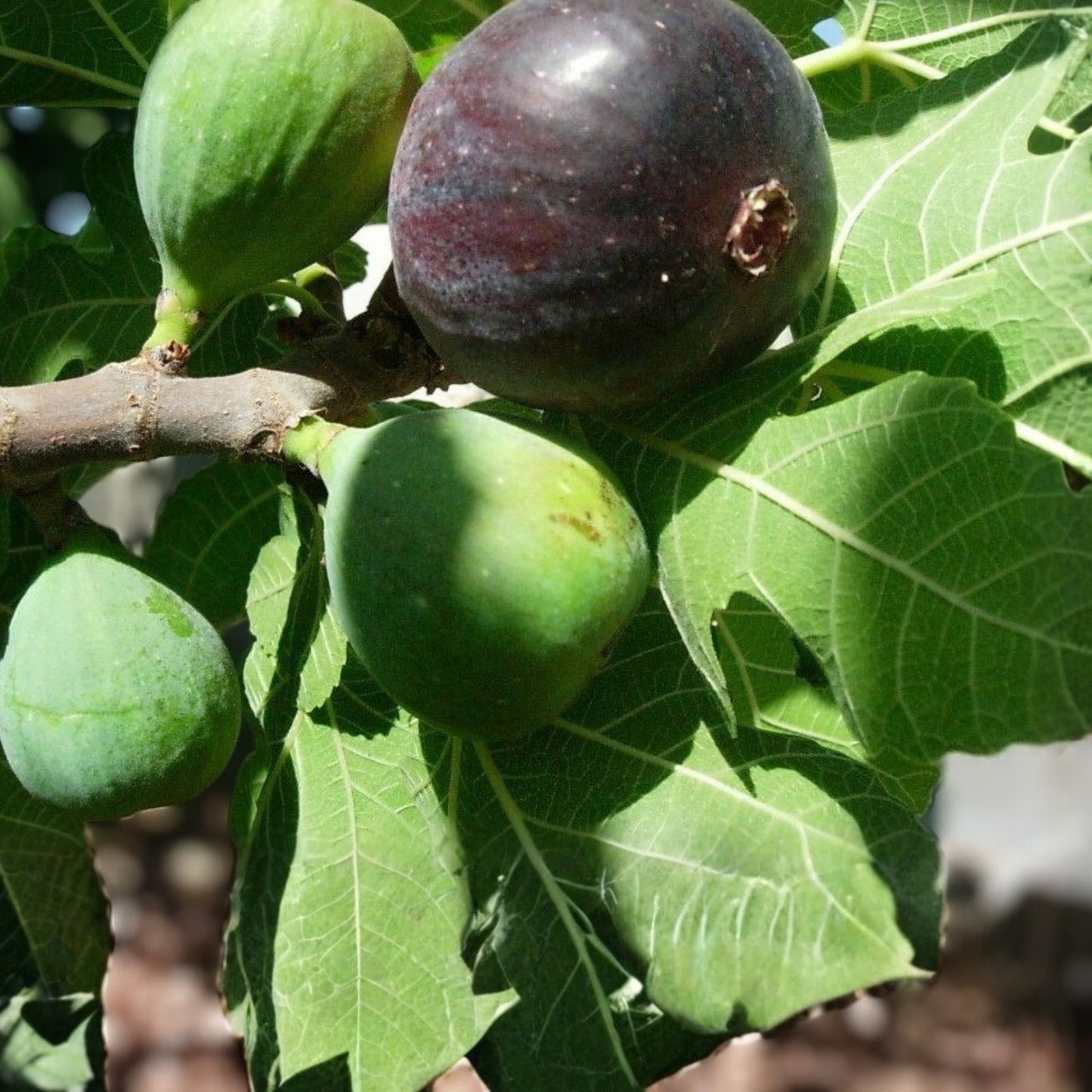 Fig Tree Cuttings 7 Pcs Marseilles Black Delicious Hardy Ficus carica Fruit Tree Propagation