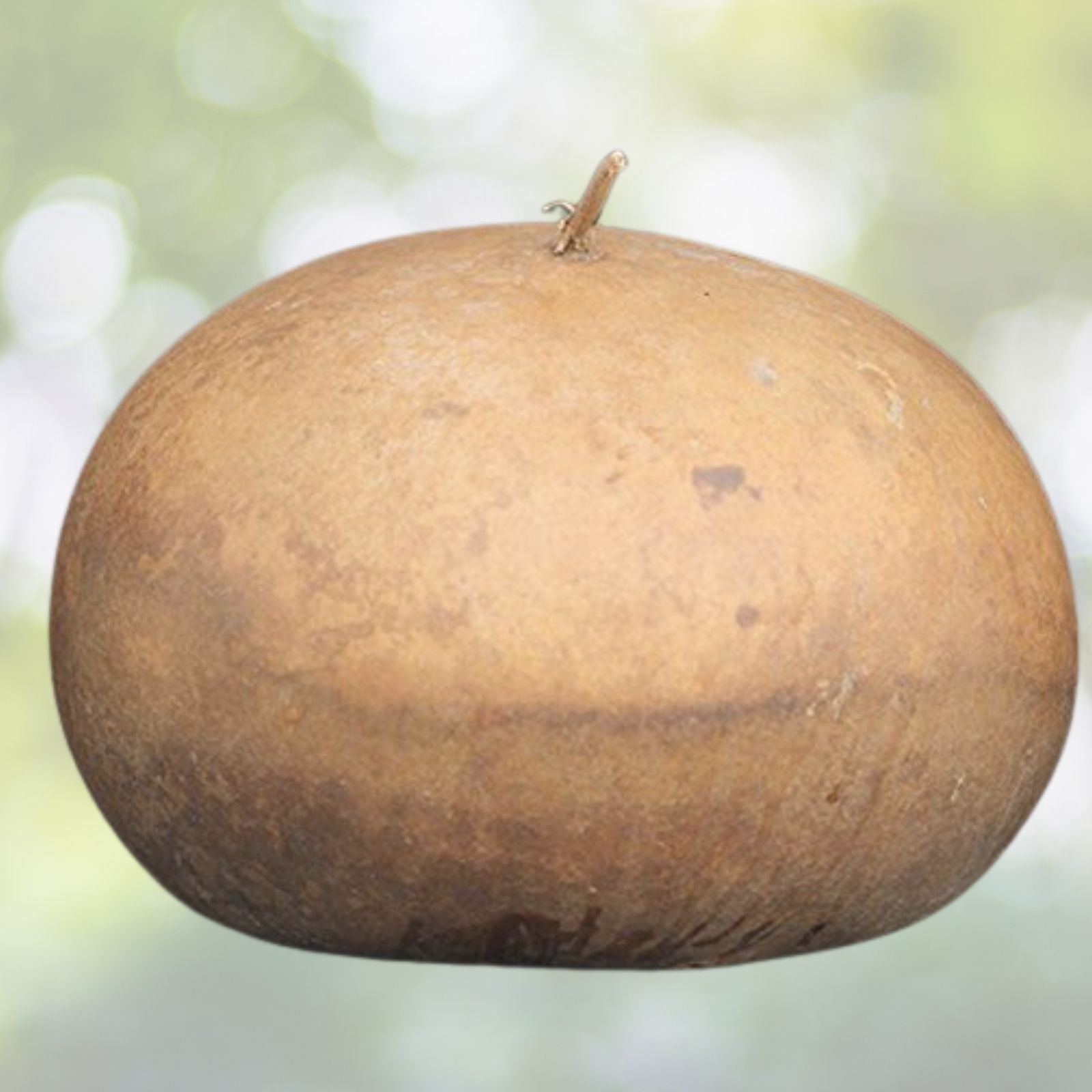 Giant Bushel Gourd Seeds - 5 Pack - 100 lbs Fruit for Basket Arts & Crafts - Lagenaria siceraria - USA