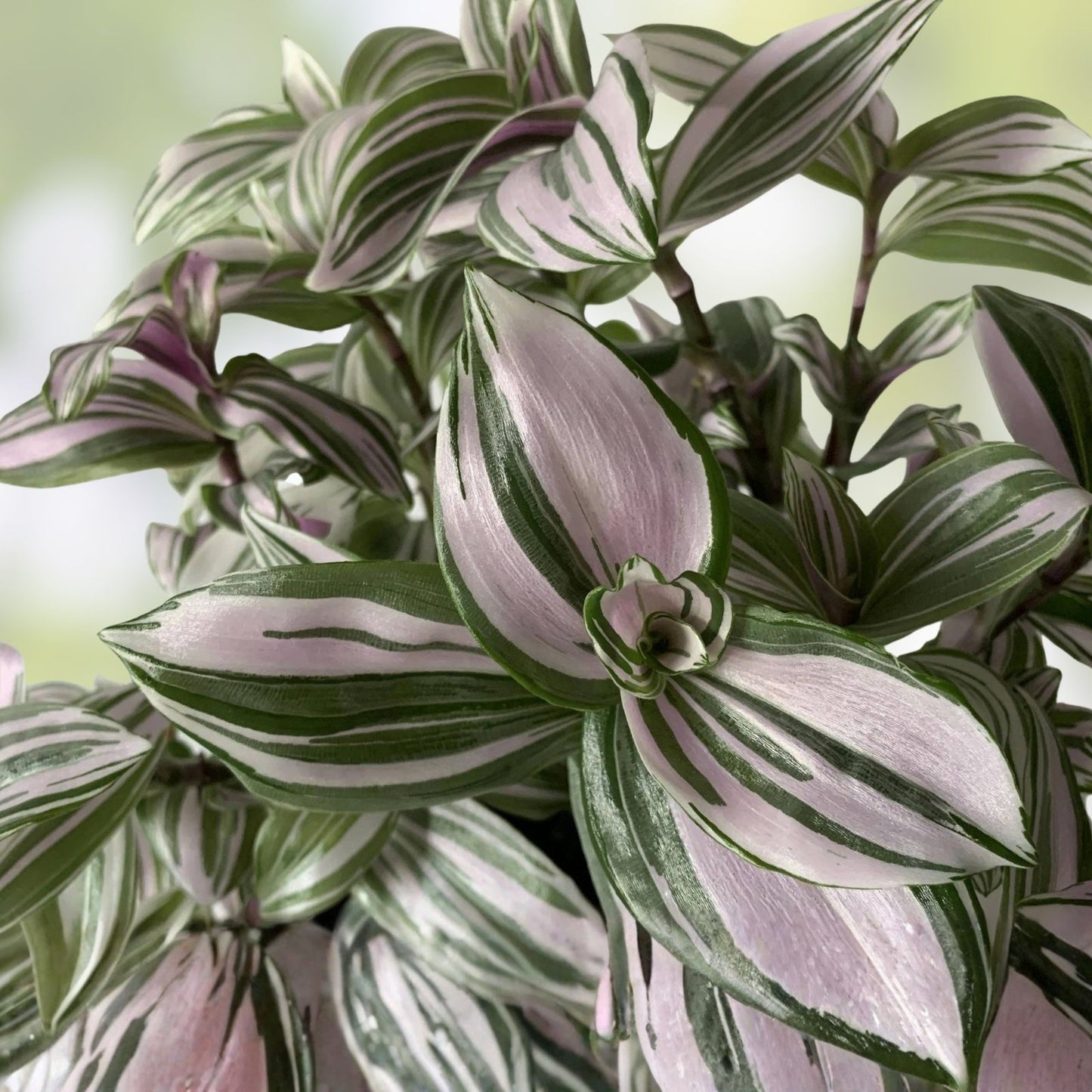 Variegated Tradescantia Blushing Bride Cuttings - 3 Wandering Jew Plant Stems - Indoor Houseplant - Easy Care, Decorative Foliage