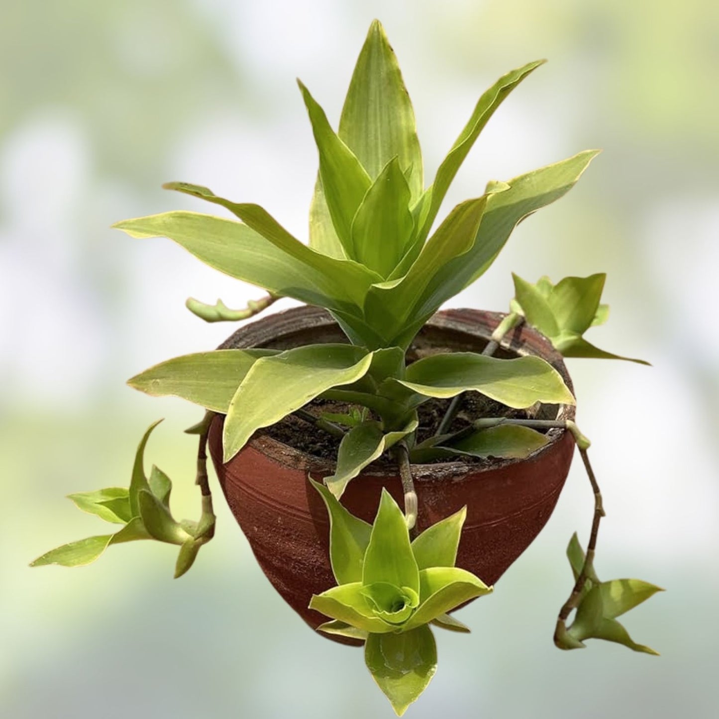 Two Basket Plant Cutting 10" - Callisia fragrans - Indoor Houseplant - Holistic Medical Plant - Easy Care Green Plant