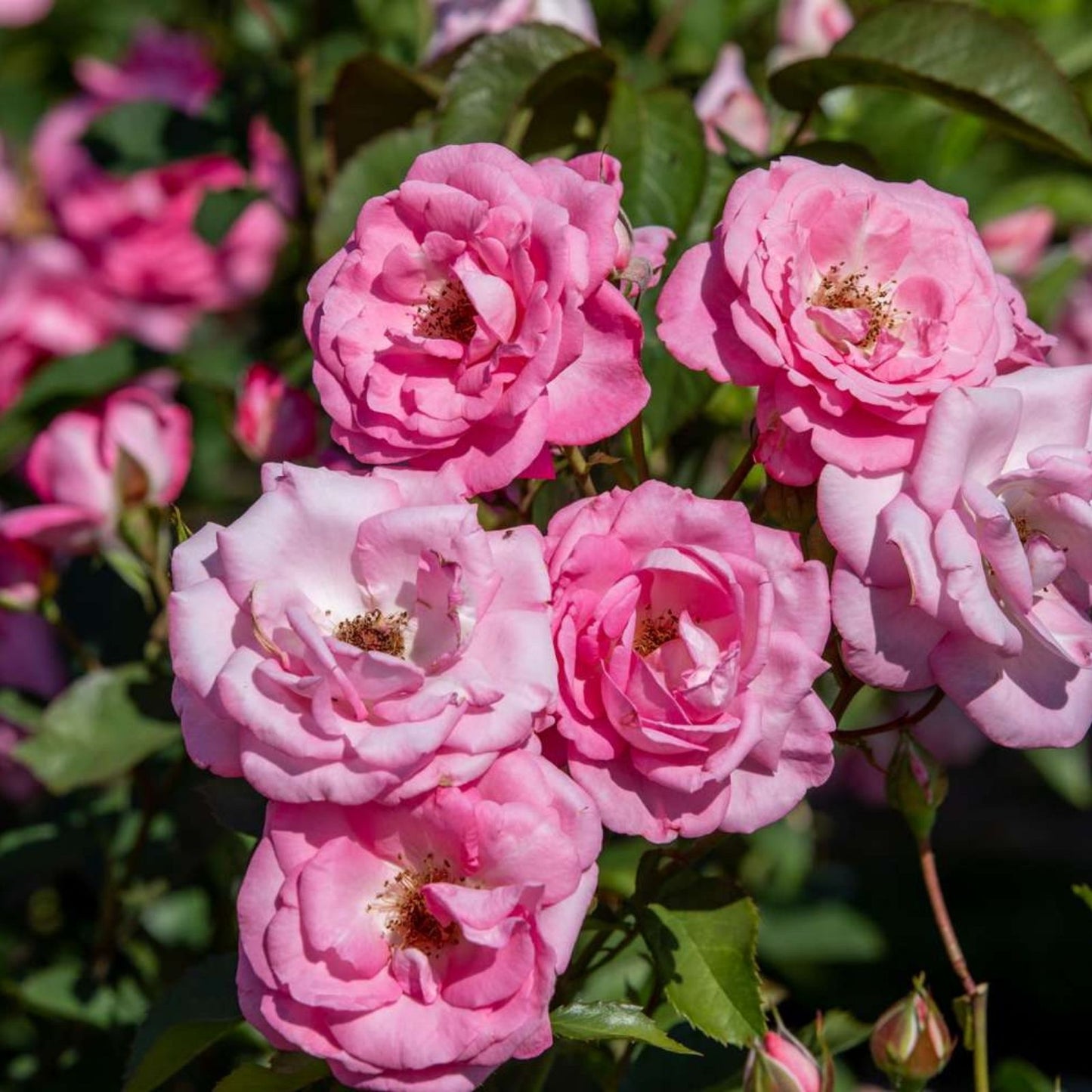 Pink Rose Cuttings - 5 Organic Ready to Root Planting Material - Rosa spp,