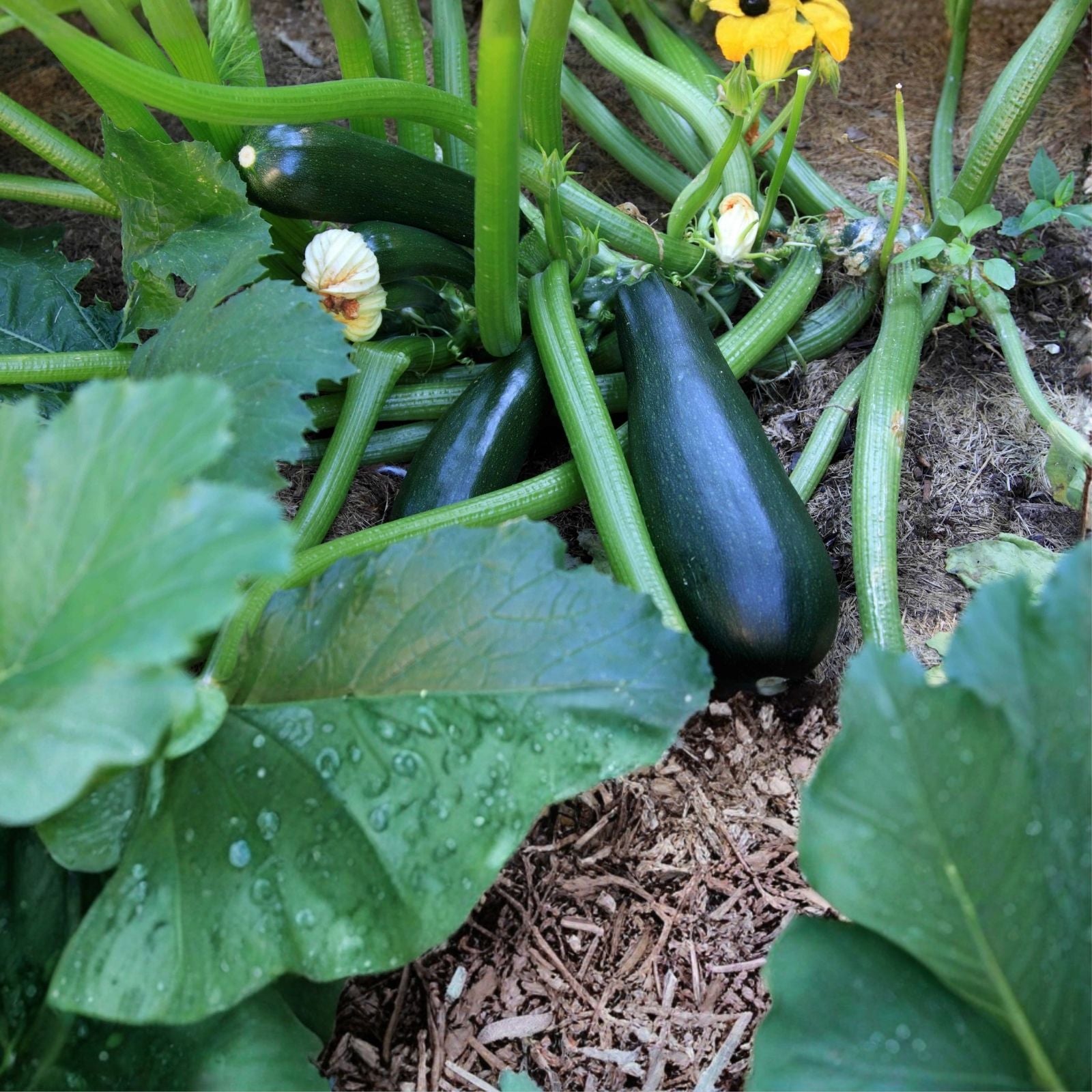 Heirloom Squash Seeds - 500+ Long Dark Green Zucchini - Non-GMO Cucurbita pepo Vegetable Seeds