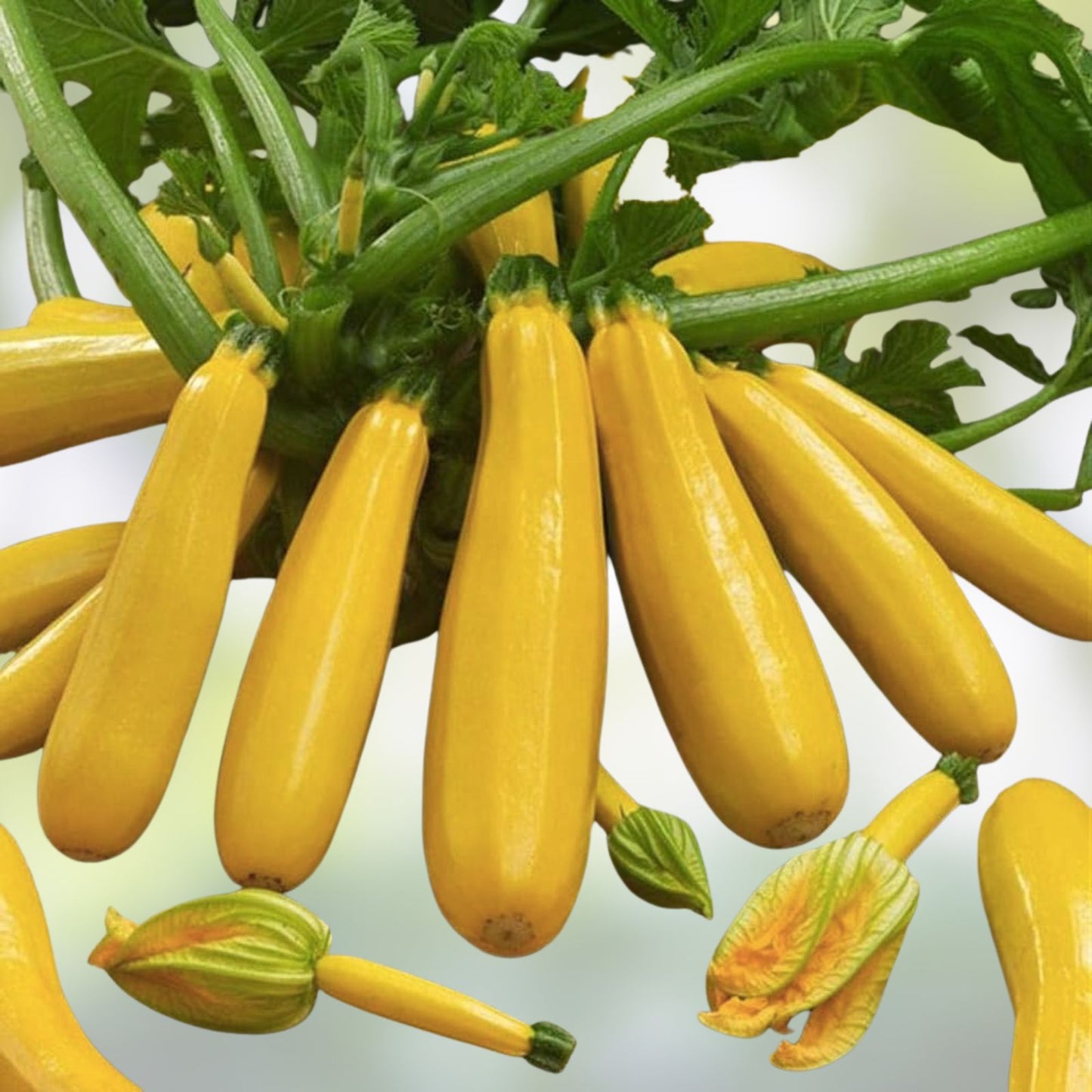 Summer Squash Seeds 50 Pack, Nutritious Cucurbita pepo, Vegetable Planting, Live Plant, Bare Root, Starter Plant, USA Made