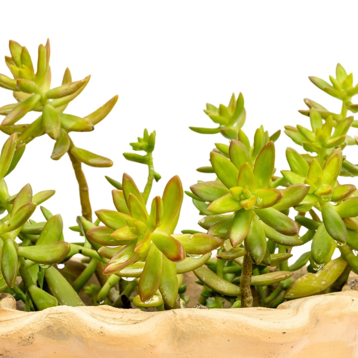 Succulent Plant 2" Golden Glow Sedum Adolphi Yellow Rosettes, Drought Tolerant, Low Maintenance Indoor & Outdoor Sedum adolphi
