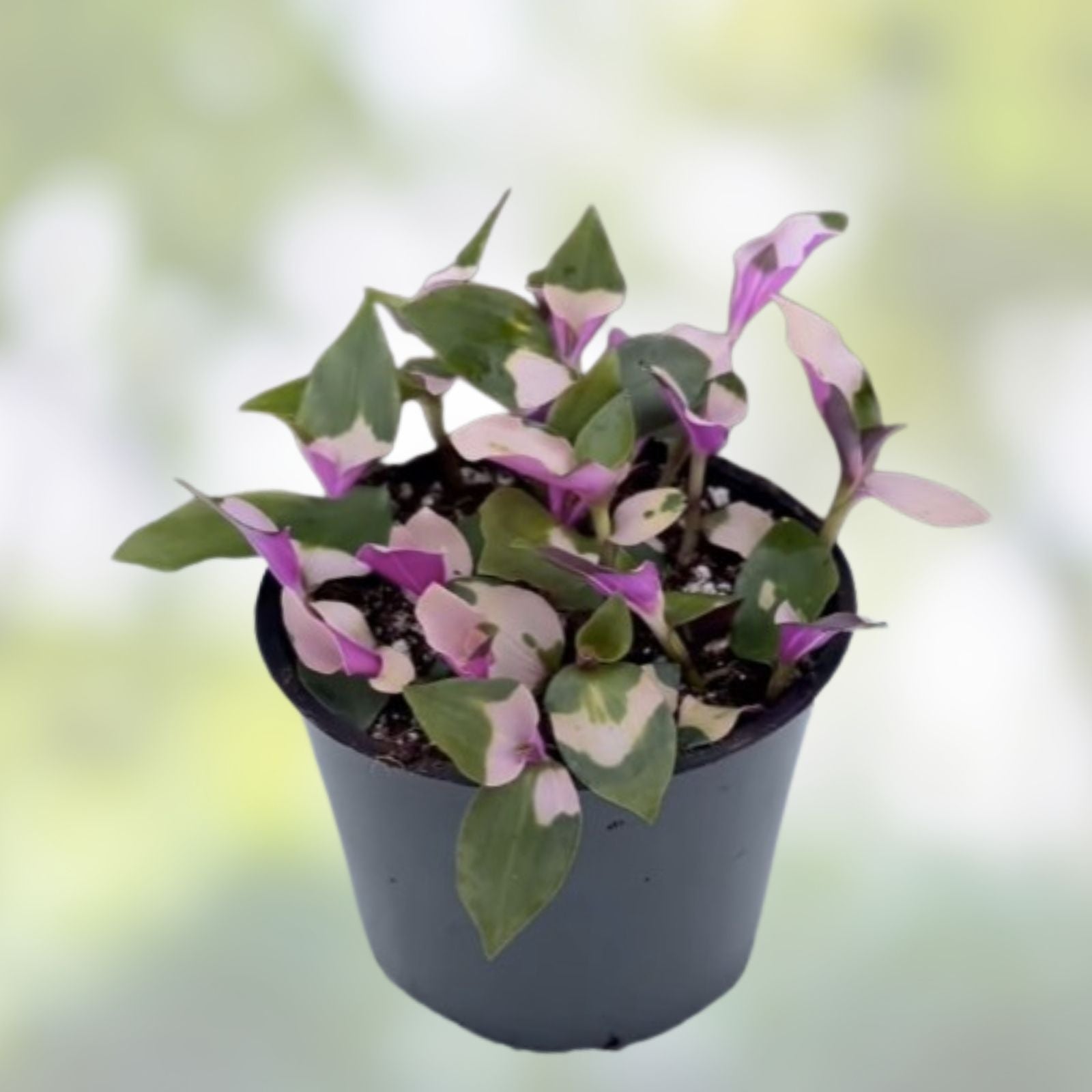 Variegated Tradescantia Blushing Bride Cuttings - Wandering Jew Houseplant Propagation - 3 Live Plant Cuttings