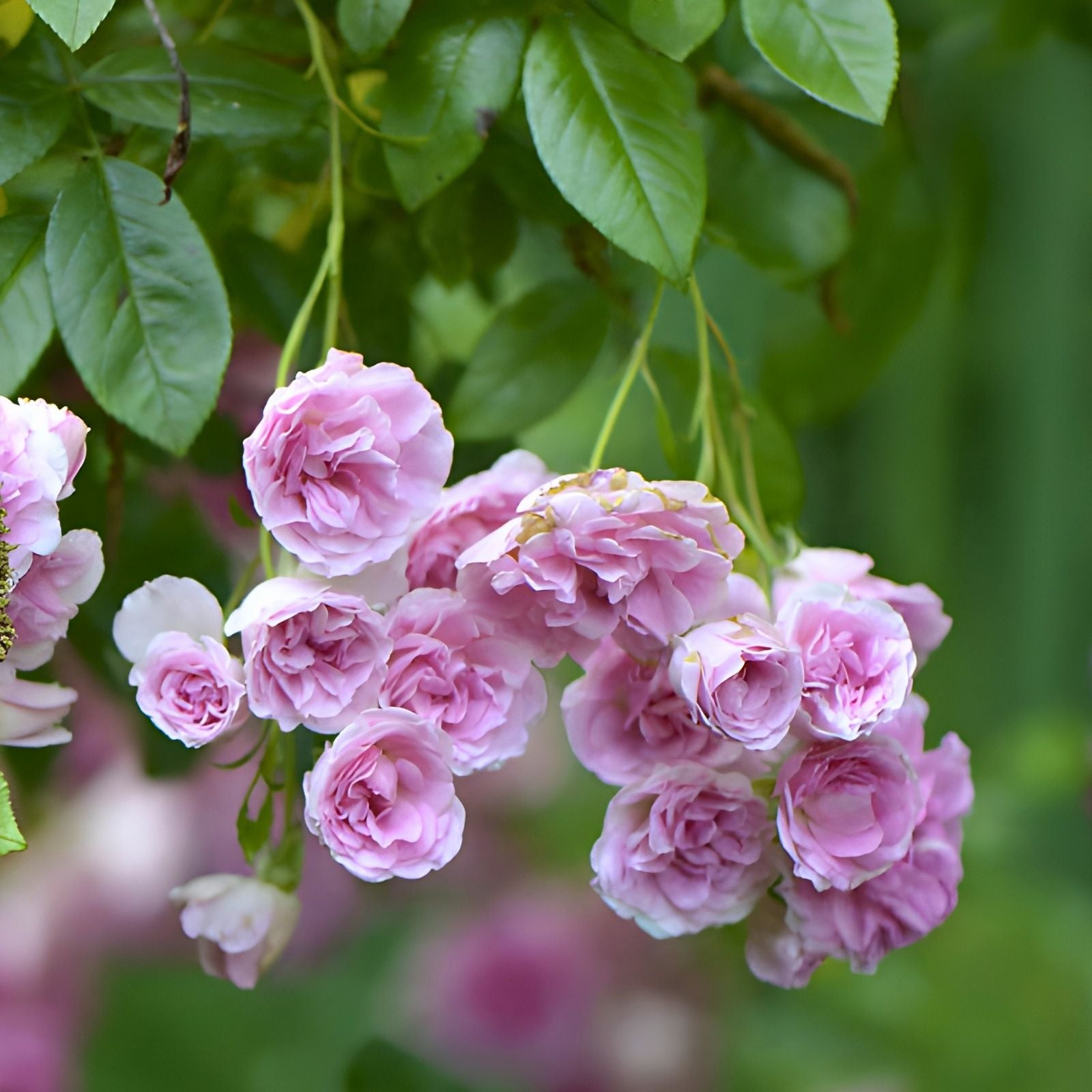 8 Cuttings Pink Seven Sisters Roses Climbing Bushes, Heirloom Rosa multiflora, Garden Flower, Live Plant, Rooted Cuttings
