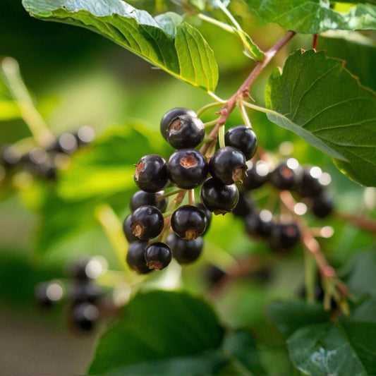 Farkleberry Tree Cuttings 10+ Organic Vaccinium arboreum Berry Plant, Rare Native Shrub for Landscaping and Wildlife