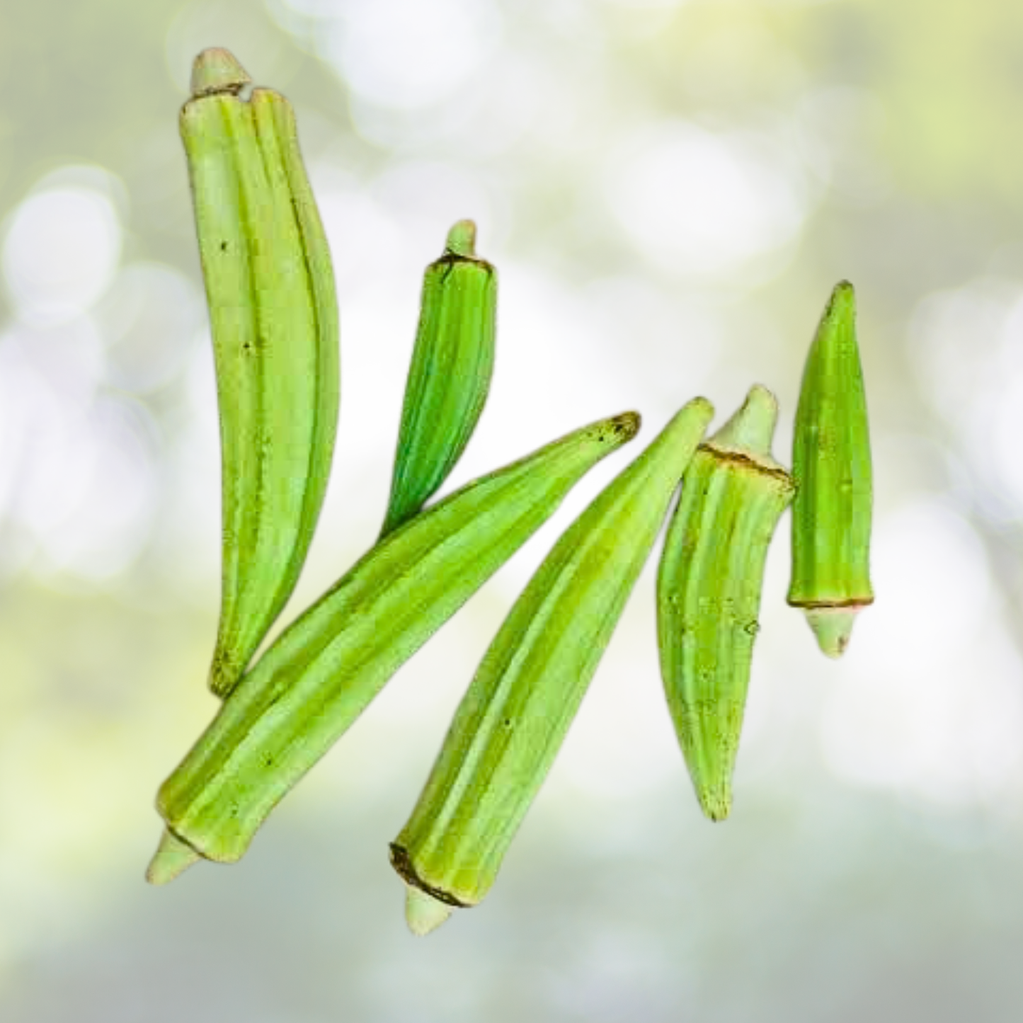 Okra Seeds - 60 Seeds - BLONDY Dwarf AAS Winner Edible Flowers & Fruit - 3-4" Pods (Abelmoschus esculentus)