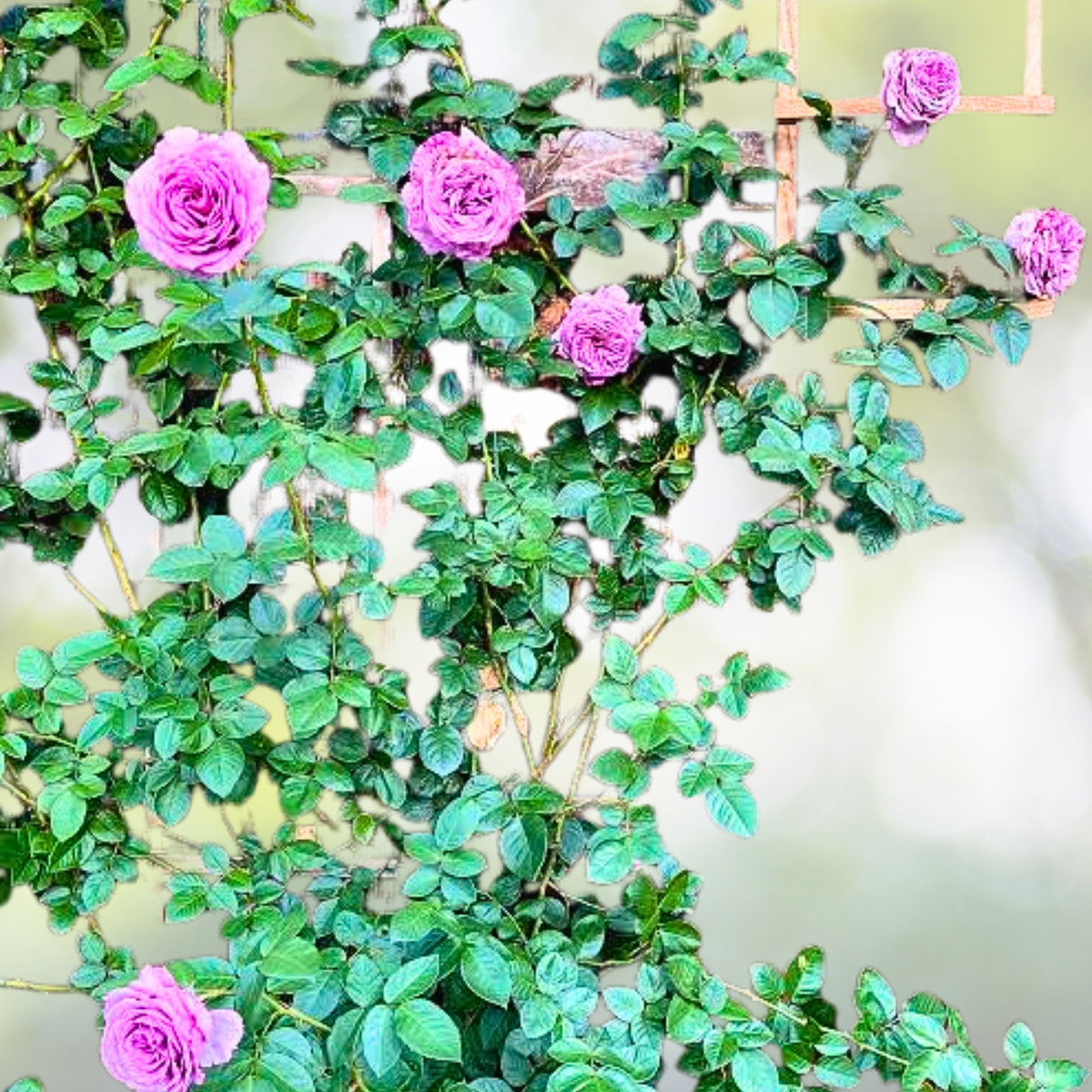 20pcs Purple Climbing Rose Seeds, Rare Non-GMO Heirloom Variety, Rosa spp.
