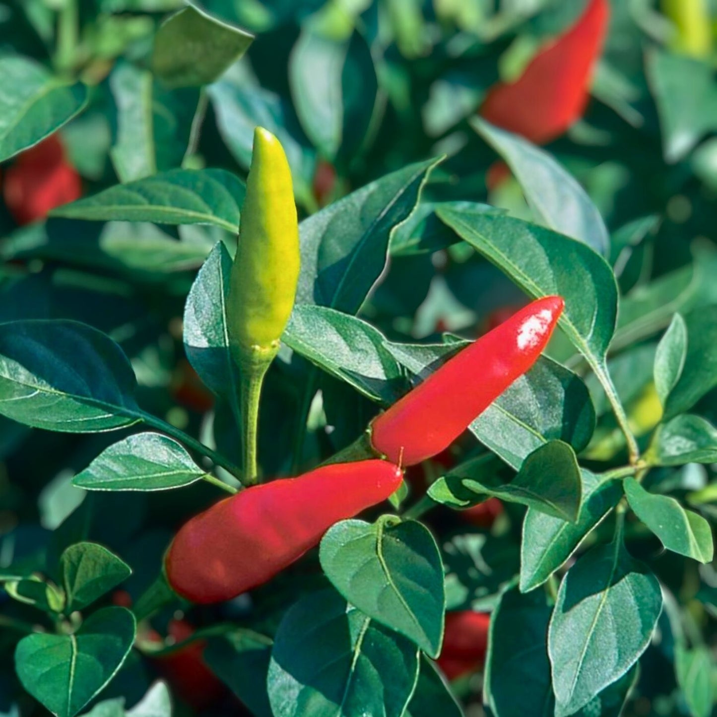 Super Chili Plant - 2 Gallon - Capsicum Annuum - Hot Pepper Plant - Spicy Garden Variety
