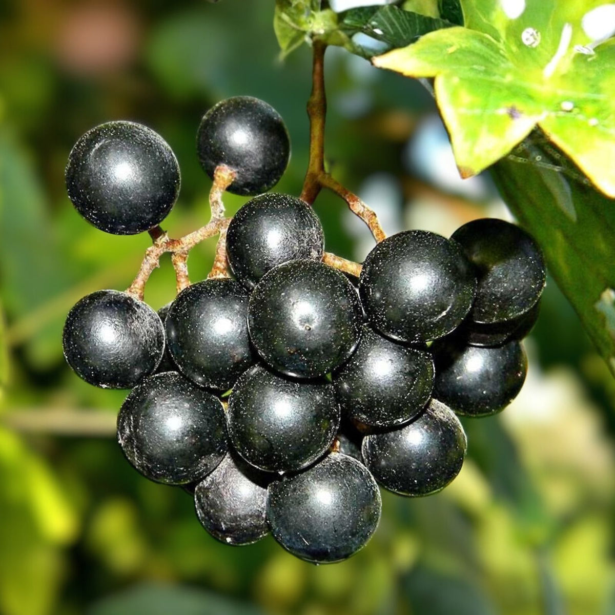 Muscadine Grape Starter Plant - 3 Southern Home - Edible, Cold Hardy, Deep Purple Black Fruit - Vitis spp.