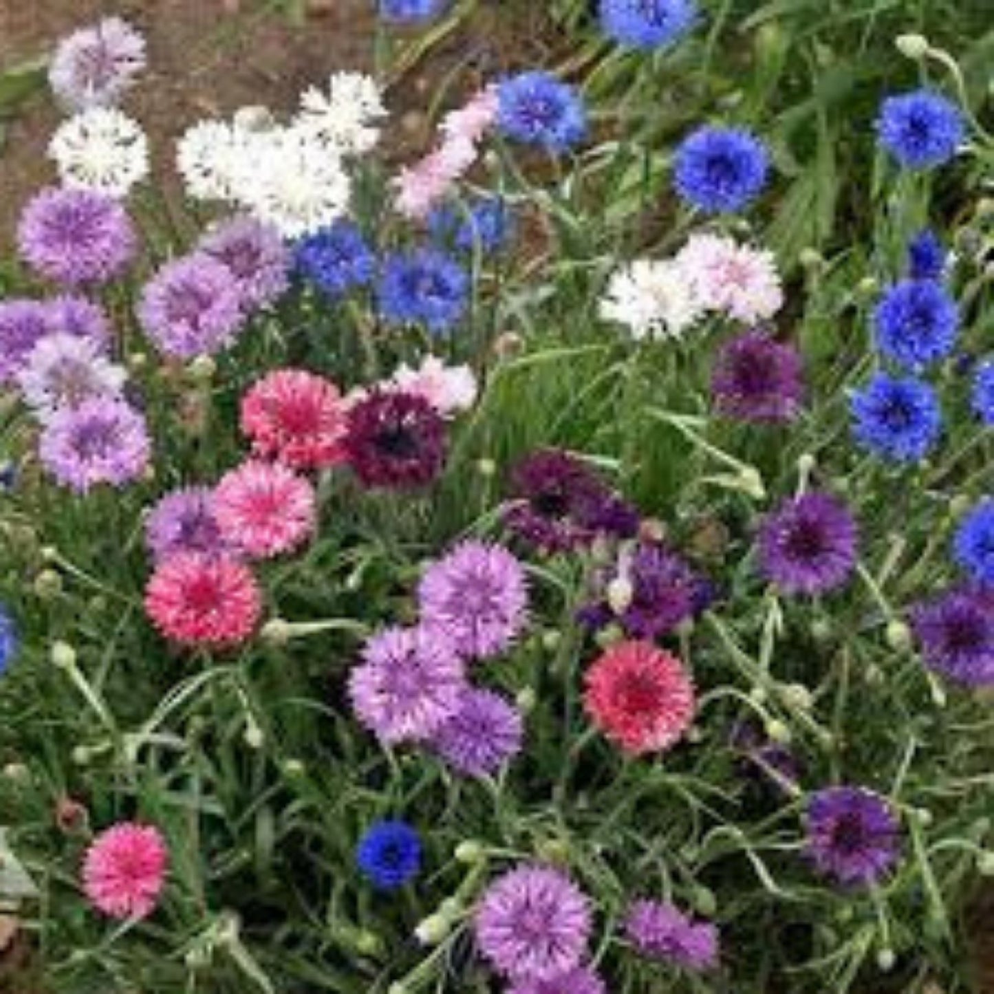 Dwarf Bachelor Button Seeds Polka Dot Mix 500 Seeds Centaurea cyanus Wildflower Blend for Garden Pollinator Cut Flower