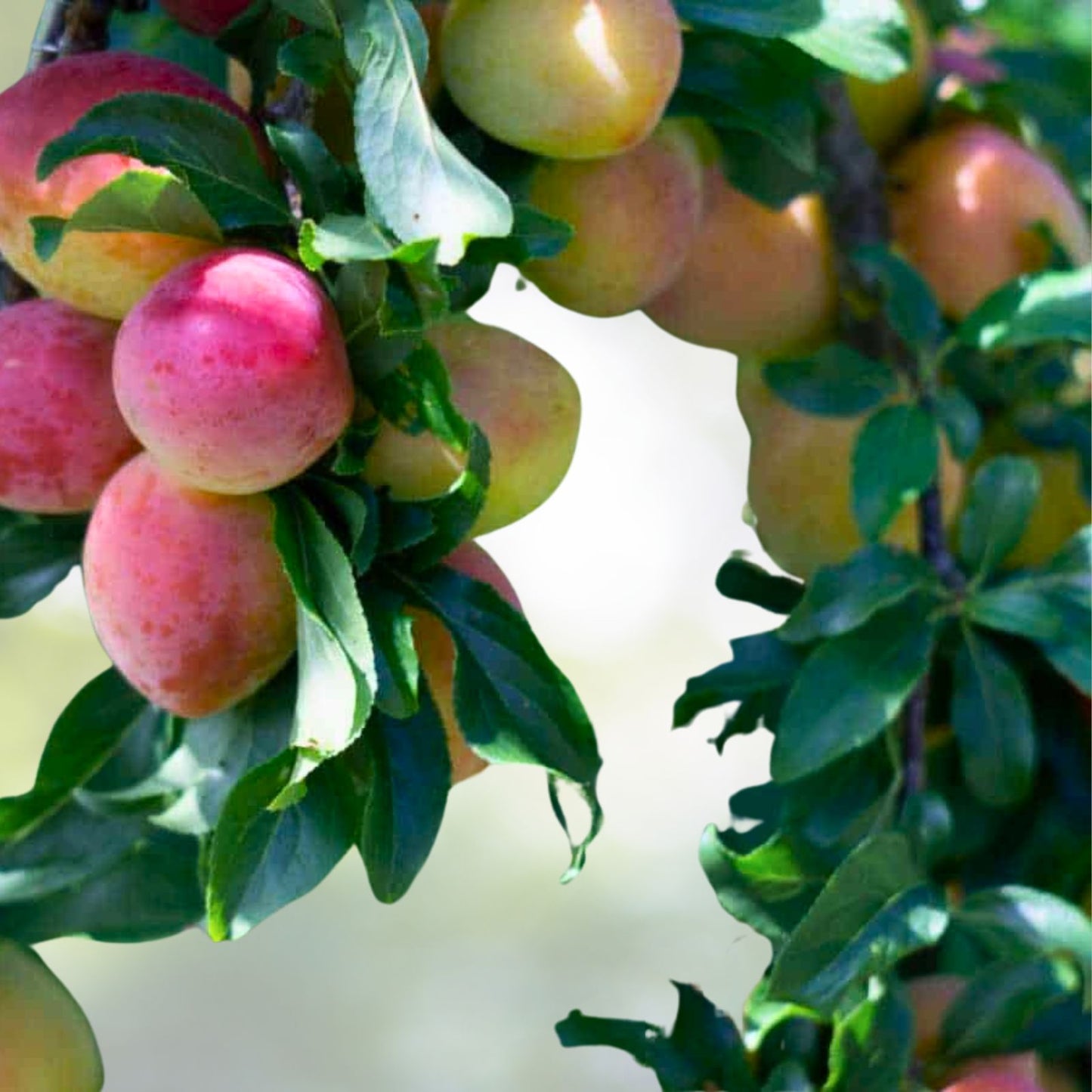 Plum Tree Cuttings 6+1 Free Unrooted Organic Prunus domestica Grafting Propagation