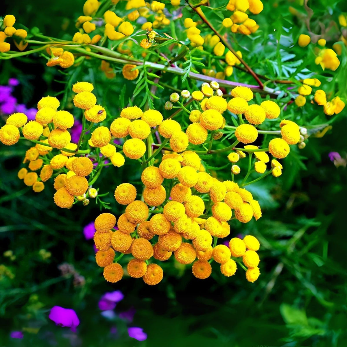 Tansy Herb Seeds - 200 Seeds - Excellent Cut Flower - Tanacetum vulgare for Planting