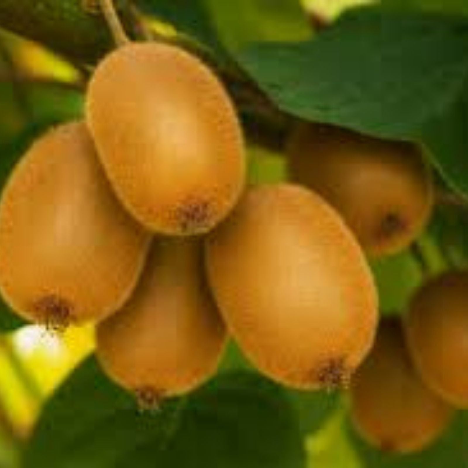 Bonsai Kiwi Tree Seeds 50 Pack Actinidia Chinensis Green Fruit Rare Planting Variety