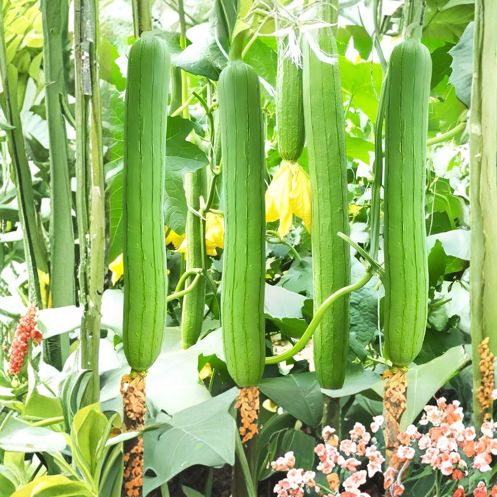 Loofah Gourd Seeds 20 Pack – Luffa aegyptiaca, Sponge Gourd, Live Plant, Vegetable, Easy to Grow, Starter Seeds