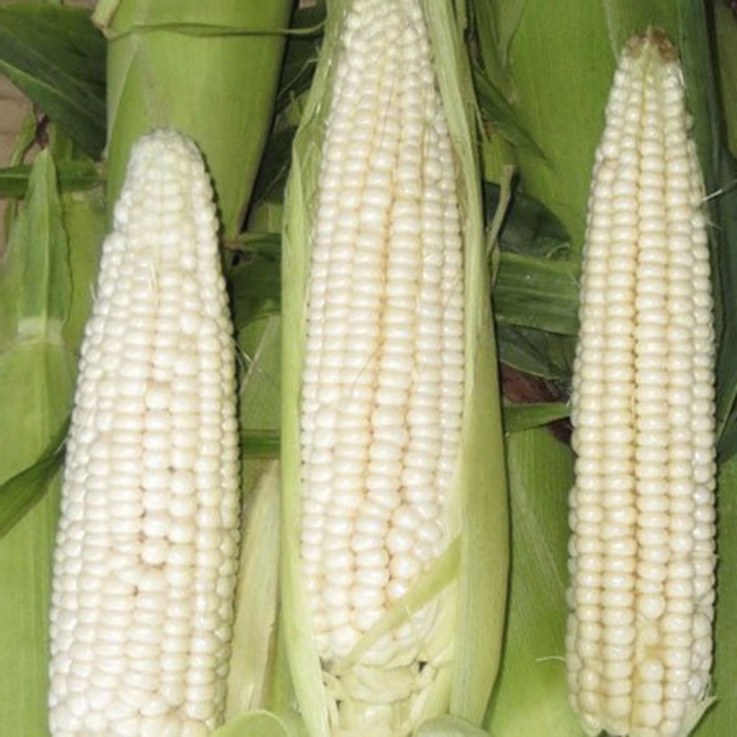 White Corn Seeds for Planting, 50+ Seeds, Zea Mays, High Yielding Variety, Organic White Corn Seed Pack
