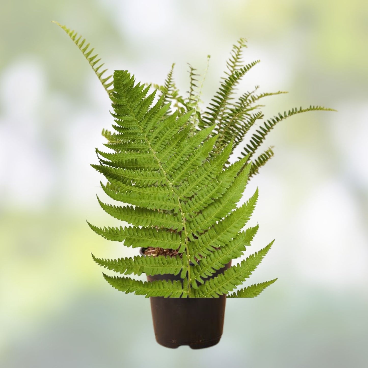 Rooted Fern Plants - 25 Live Green Ferns for Indoor Decor - Various Varieties - Houseplants, Live Ferns, Green Foliage