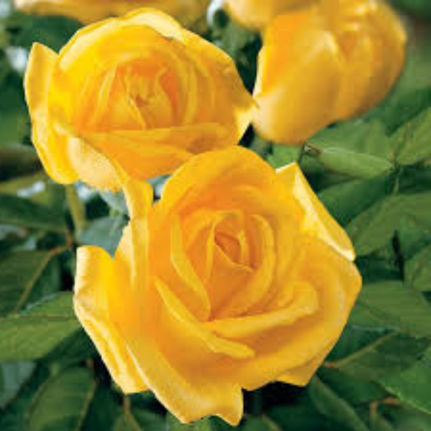 Radiant Perfume Rose - 5 Stems, Fragrant Large Yellow Rose for Planting, Rosa 'Radiant Perfume'