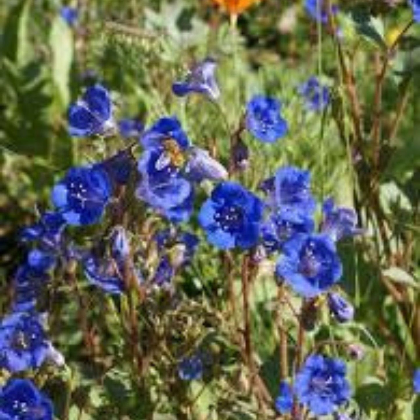 California Bluebell Seeds - 200 Organic Campanula Seeds - Non-GMO, USA Grown, Free Shipping