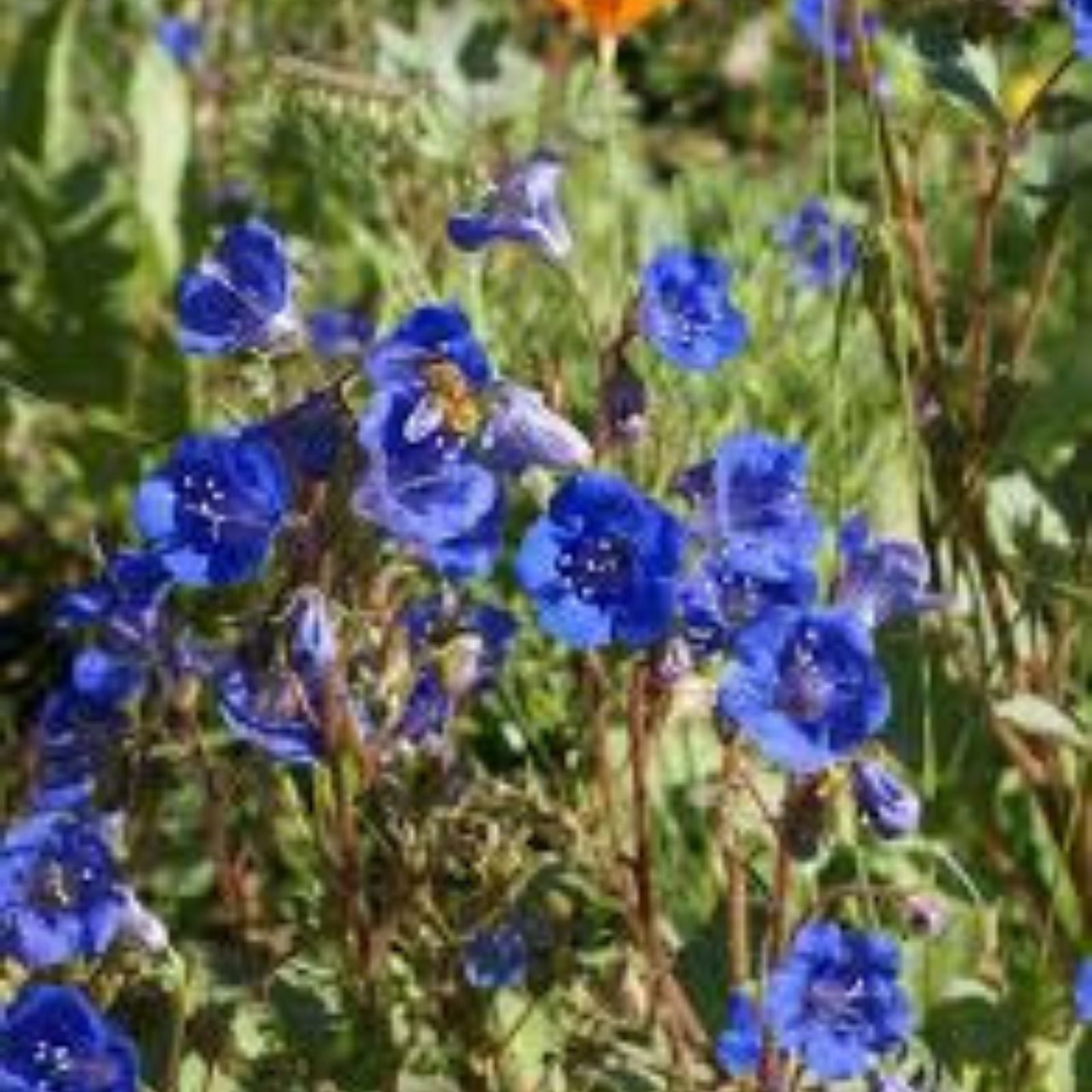 California Bluebell Seeds - 200 Organic Campanula Seeds - Non-GMO, USA Grown, Free Shipping