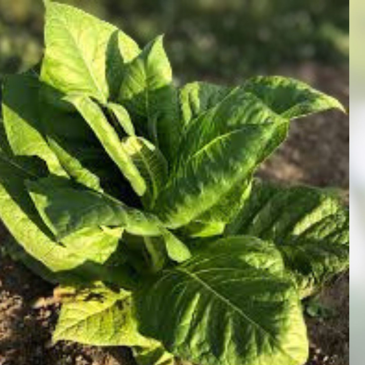 Burley Tobacco Seeds 1500 Count TN90 Variety Nicotiana Tabacum Tennessee Grown