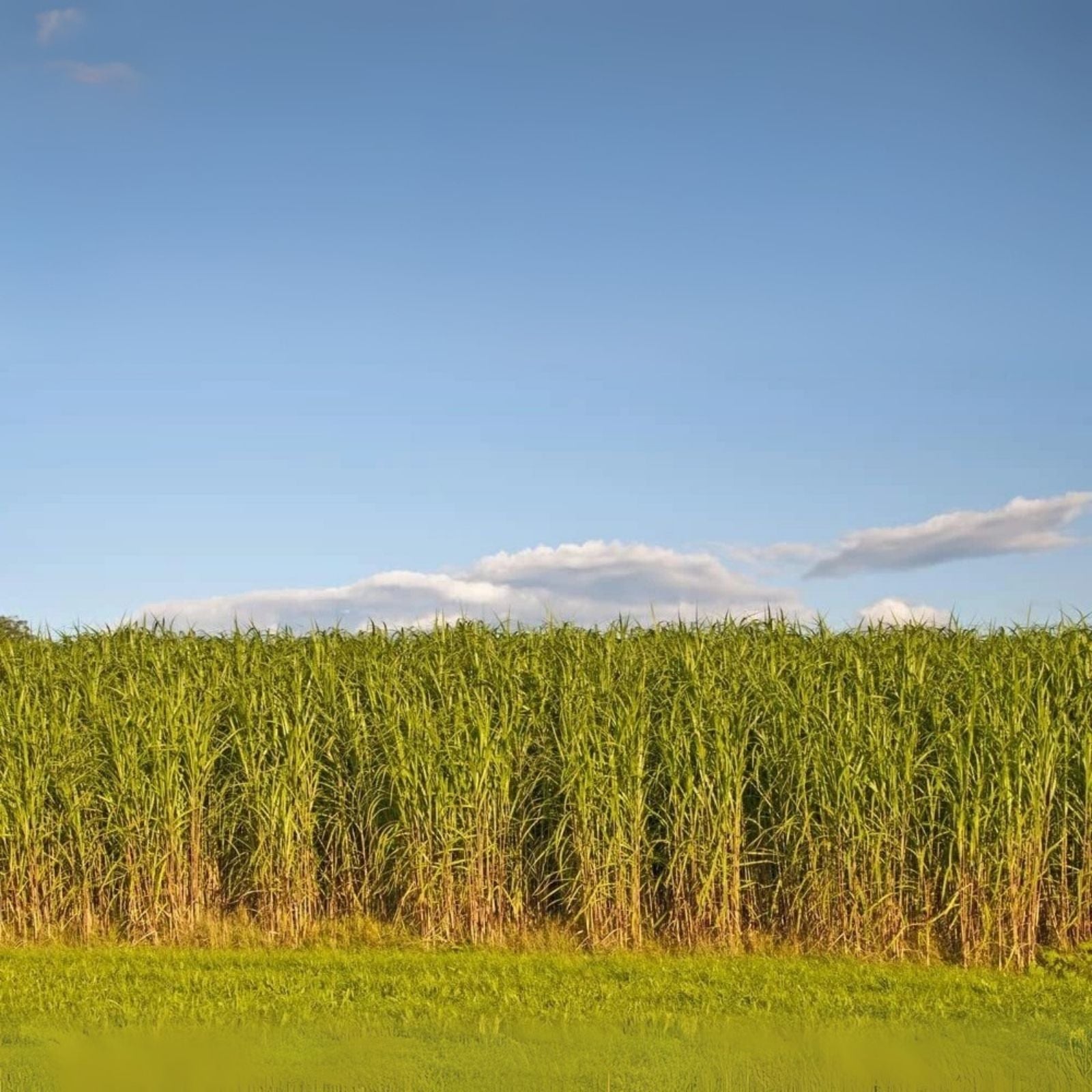 Switchgrass Seeds for Planting - 1,000 Fast Growing Prairie Grass Seeds - Panicum virgatum