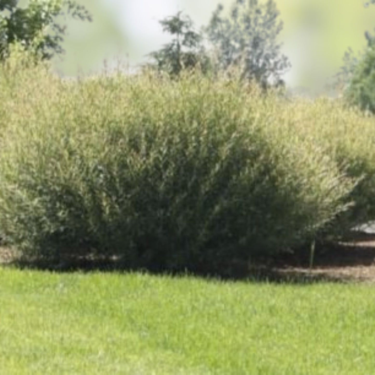 Willow Bush Cuttings 2 Pack Salix purpurea Live Plant for Wicker Basket Crafting, Garden, DIY Projects