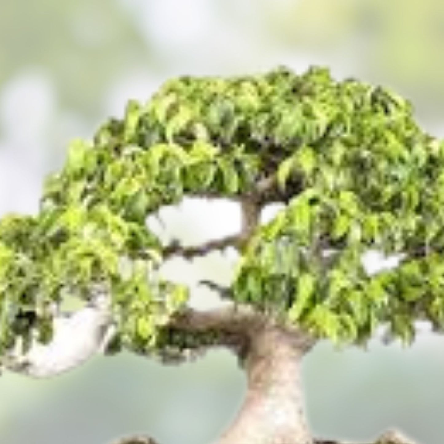 Weeping Fig Bonsai Tree Seeds – 25 Seeds – Ficus benjamina – Indoor Tropical Foliage Plant Seedlings