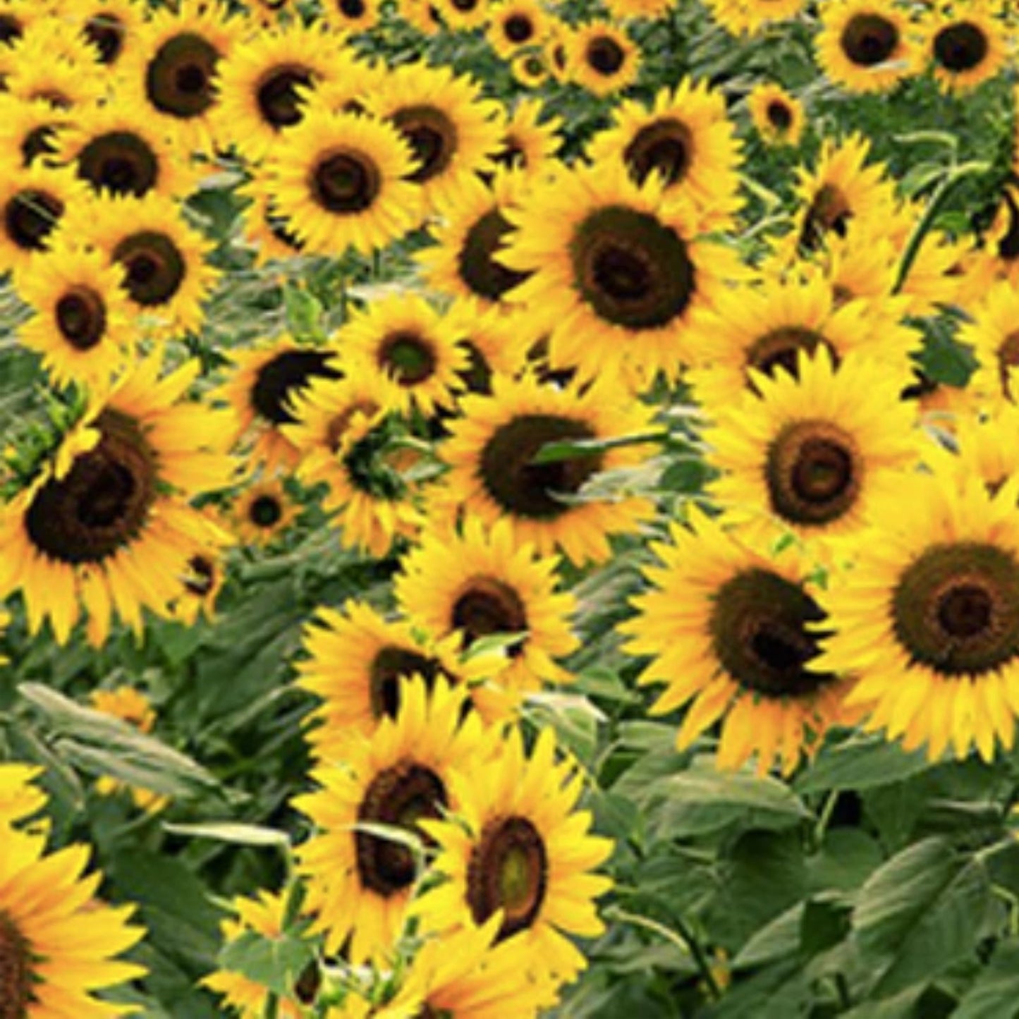 Black Oil Sunflower Seeds for Planting – 100+ Seeds – Helianthus annuus – Live Plant, Bird Attracting, USA Made