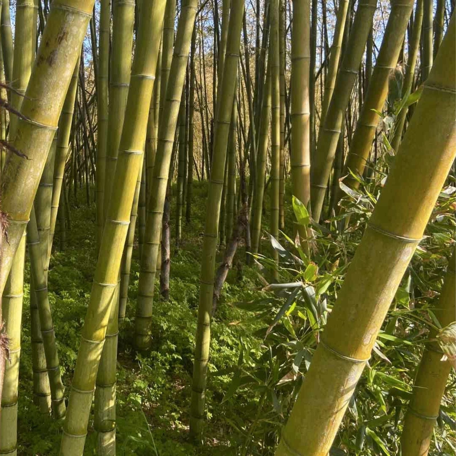 Giant Moso Bamboo Seeds - 50+ Perennial Evergreen Edible Shoots - Phyllostachys edulis - USA