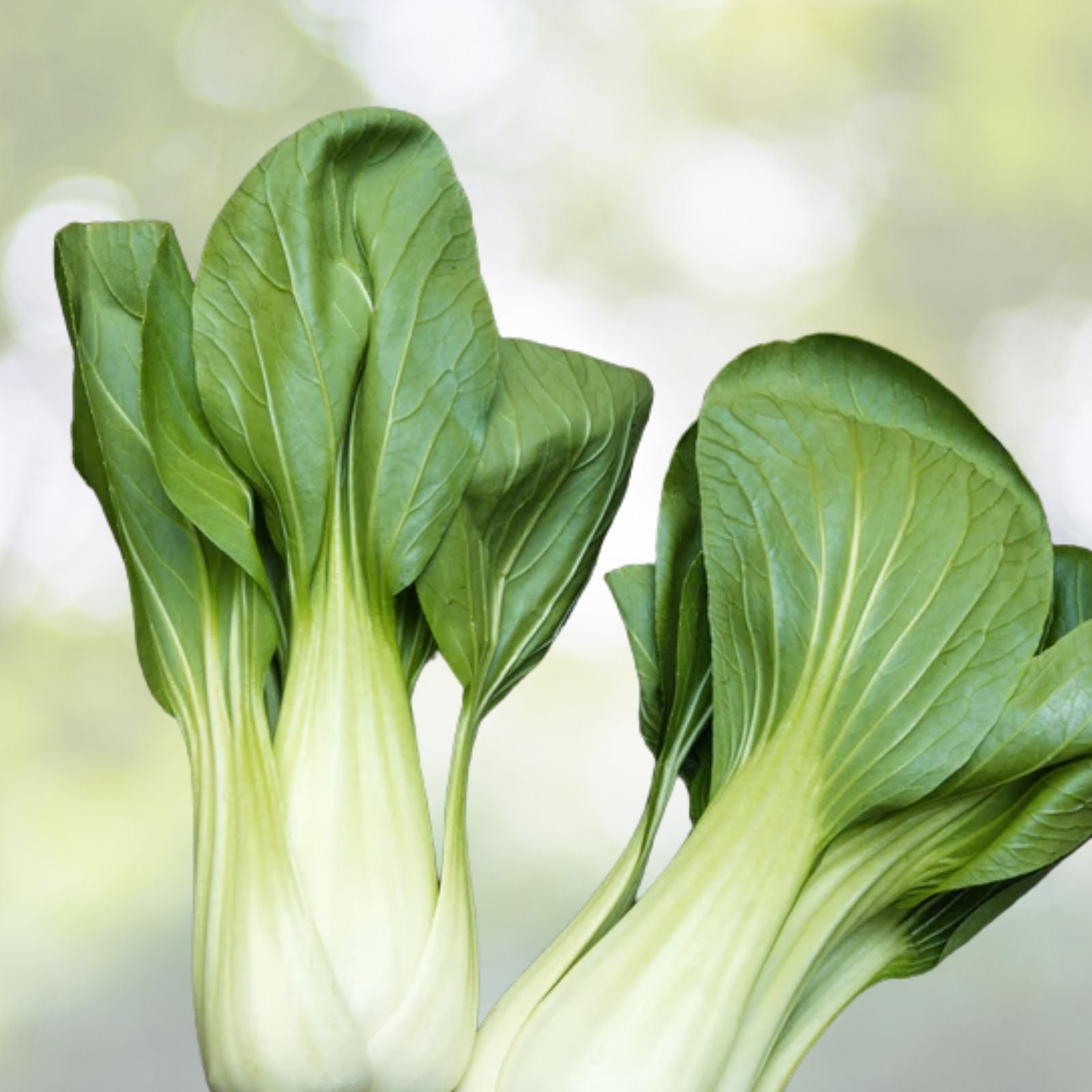 Pak Choi Seeds - 200+ Count Green Stem Chinese Cabbage (Bok Choy) - Brassica rapa - Four Season Vegetable - USA