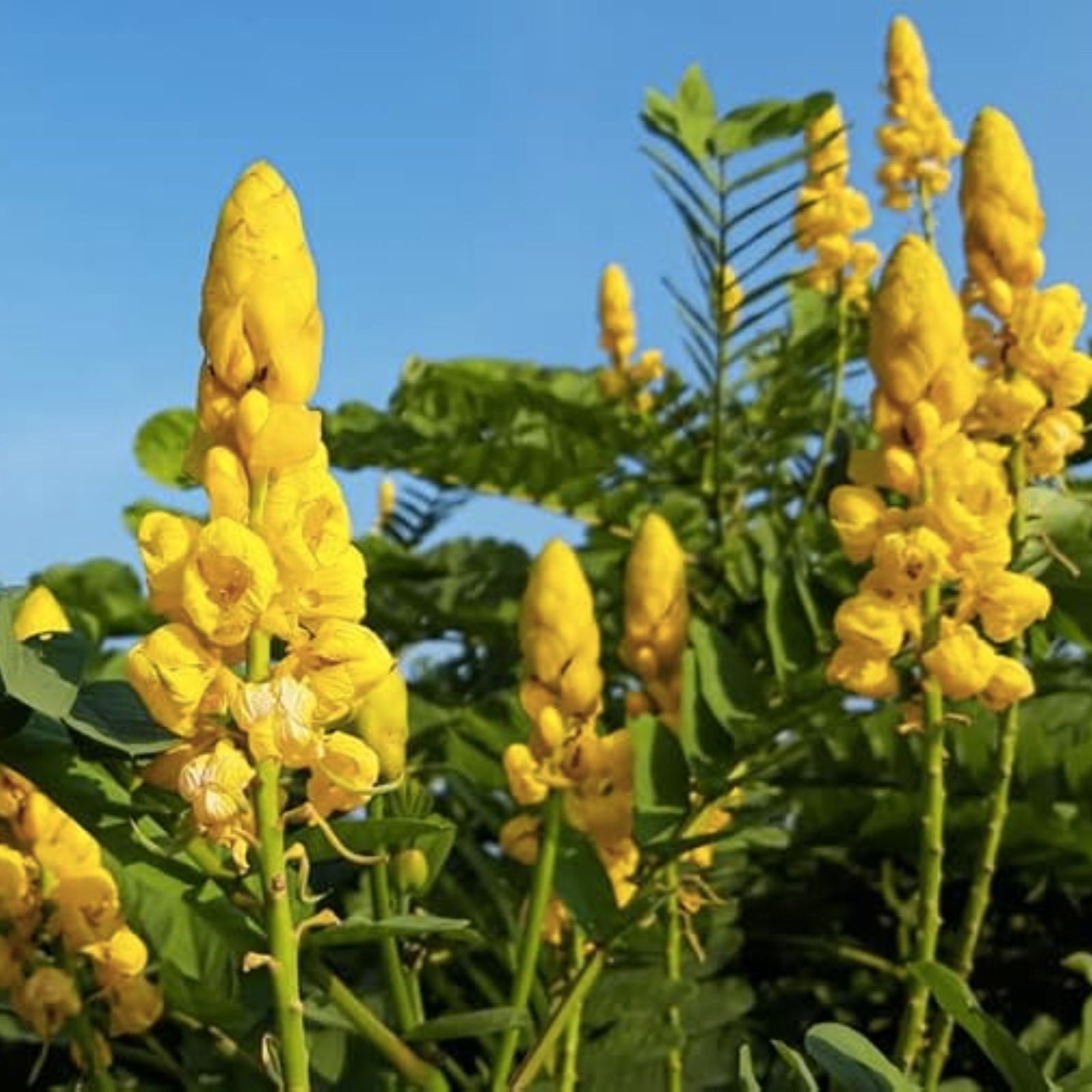 Emperors Candlesticks Wildflower Seeds – 30 Non-GMO Senna alata Flower Seeds – Ships from Io