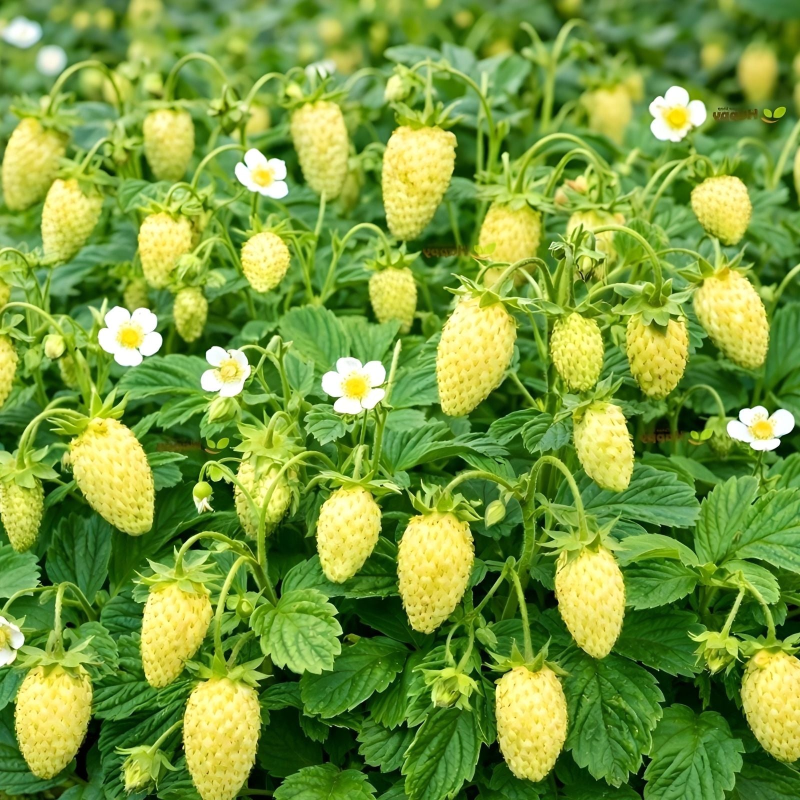 Yellow Wonder Strawberry Seeds - 50 Non-GMO Fragaria x ananassa Fruit Planting Seeds