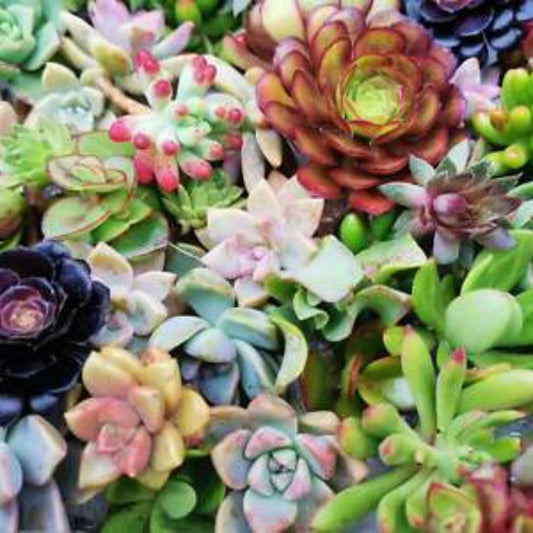 20 Fresh Succulent Cuttings - 10 Varieties, 2-5" Healthy Succulents for Planting, Crafting, and Home Decor
