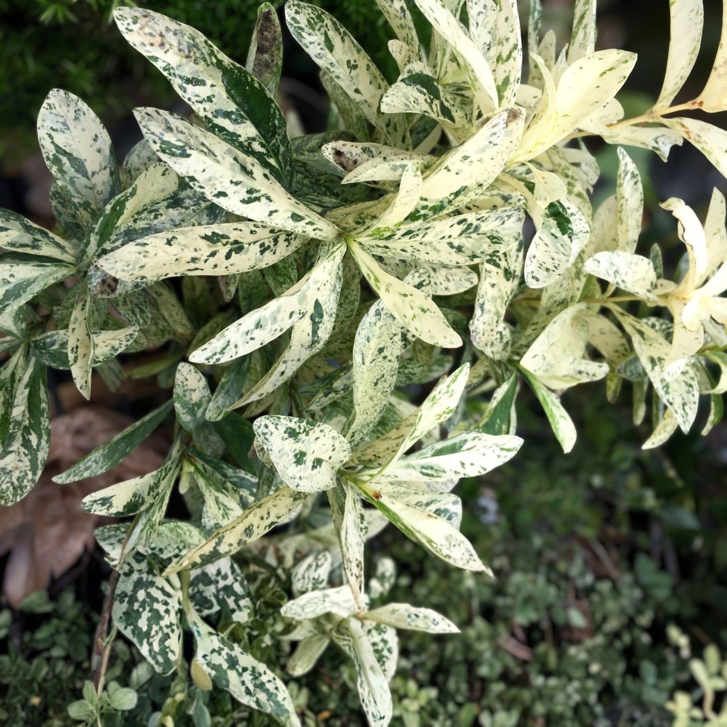Thai Snow Ixora Starter Plant - Variegated White Flowers - Ixora 'Thai Snow' Rooted Plant