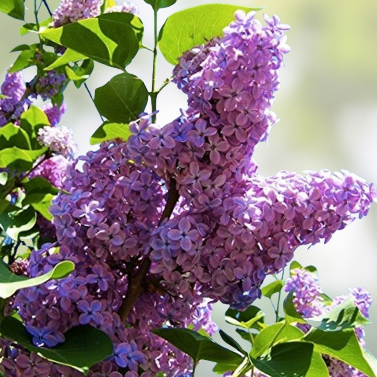 Purple Lilac Seeds - 25 Pcs - Stunning Purple Flowers - Syringa vulgaris - Garden Flower Seeds for Spring Planting