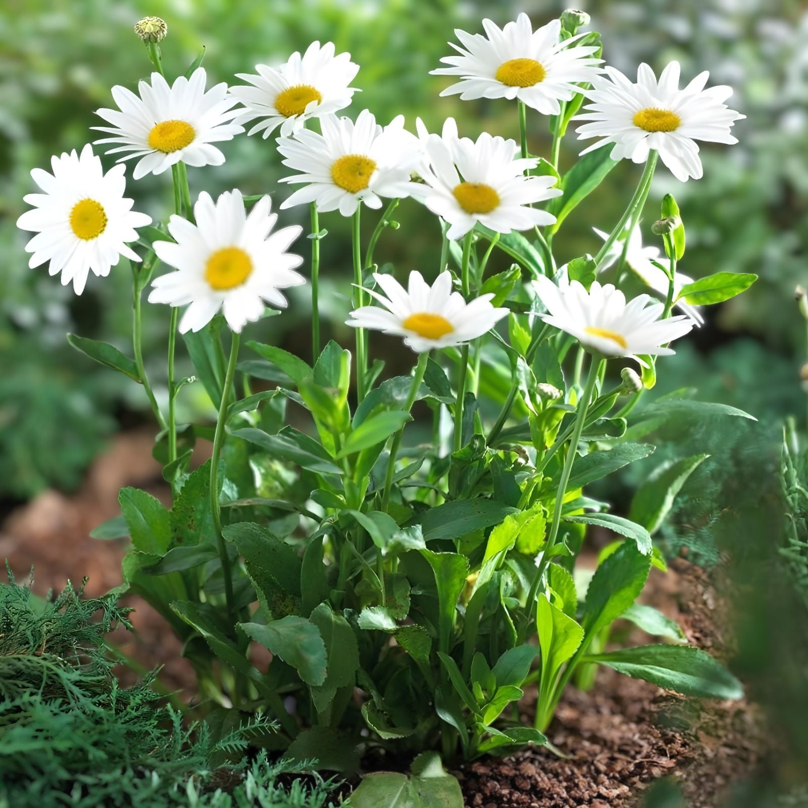 White Daisy Seeds 1,000 Pack – Shasta Daisy, Easy Grow Perennial Flowers, Leucanthemum superbum, Garden Planting Seeds
