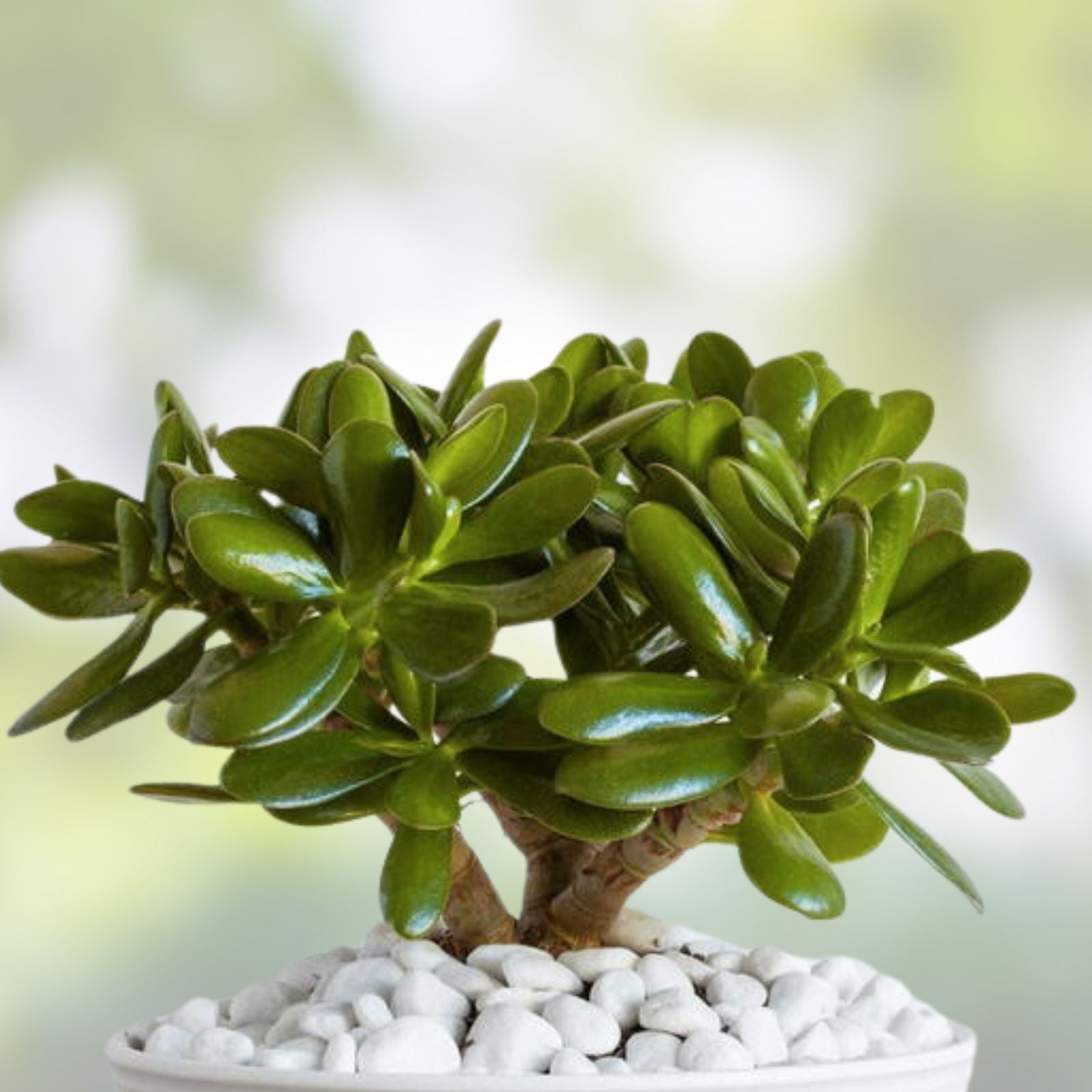 Jade Plant Cuttings - Live Succulent Cuttings for Planting - Crassula ovata - Easy to Grow Indoor Plant