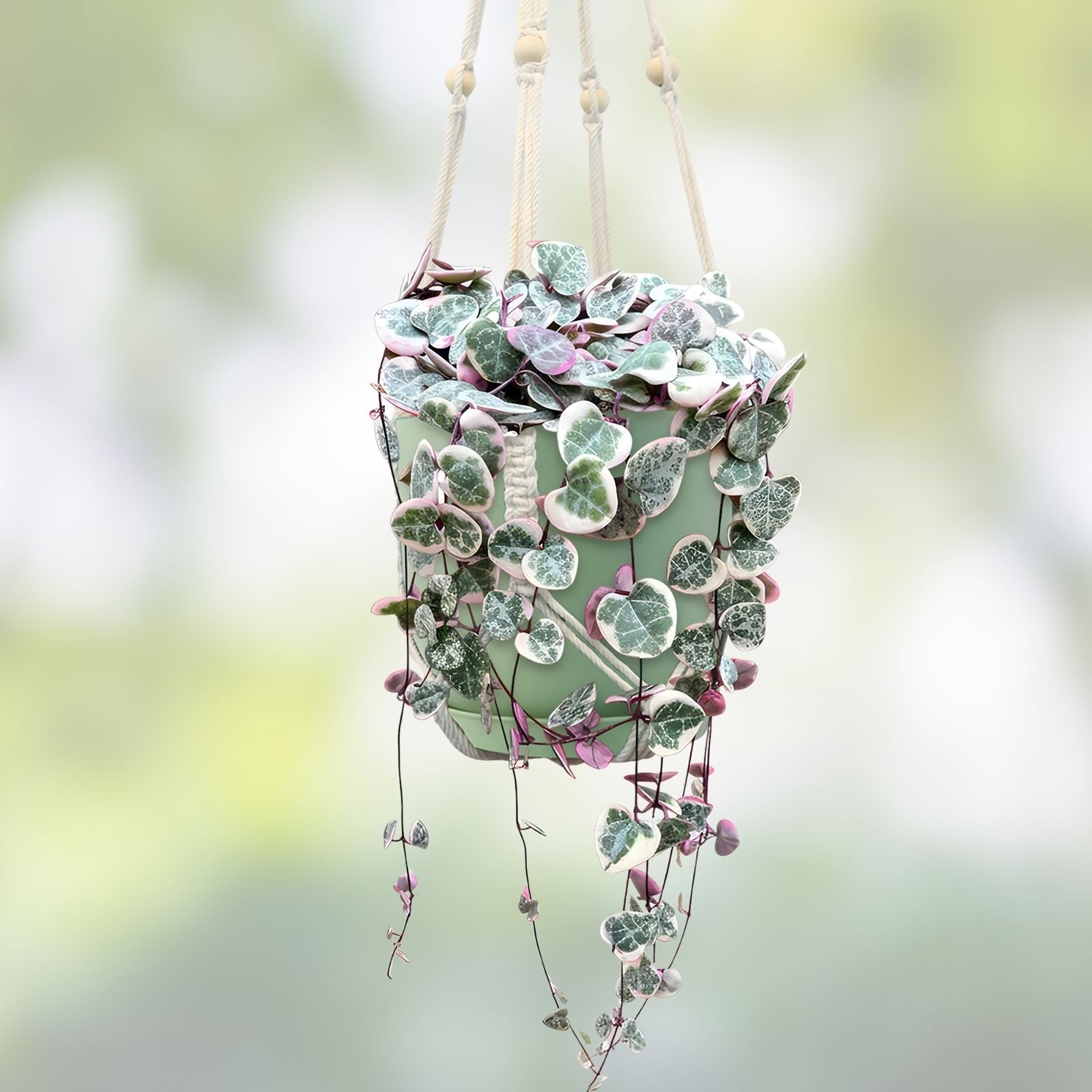 Variegated String of Hearts Plant 3" Pot | Rare Ceropegia woodii variegata Trailing Houseplant