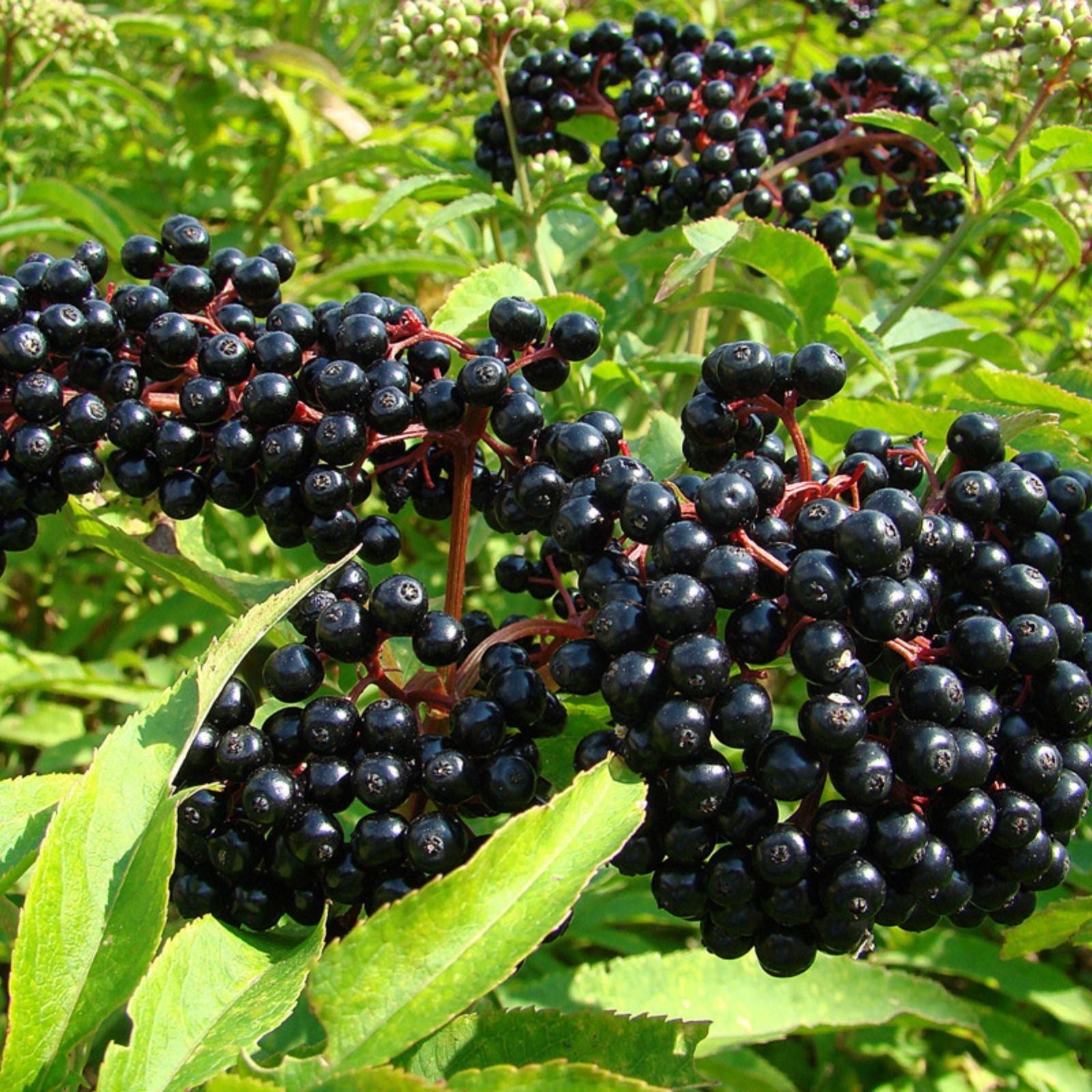 Elderberry Cuttings 5-12” Long York Nova Adams Varieties Sambucus canadensis Planting Material
